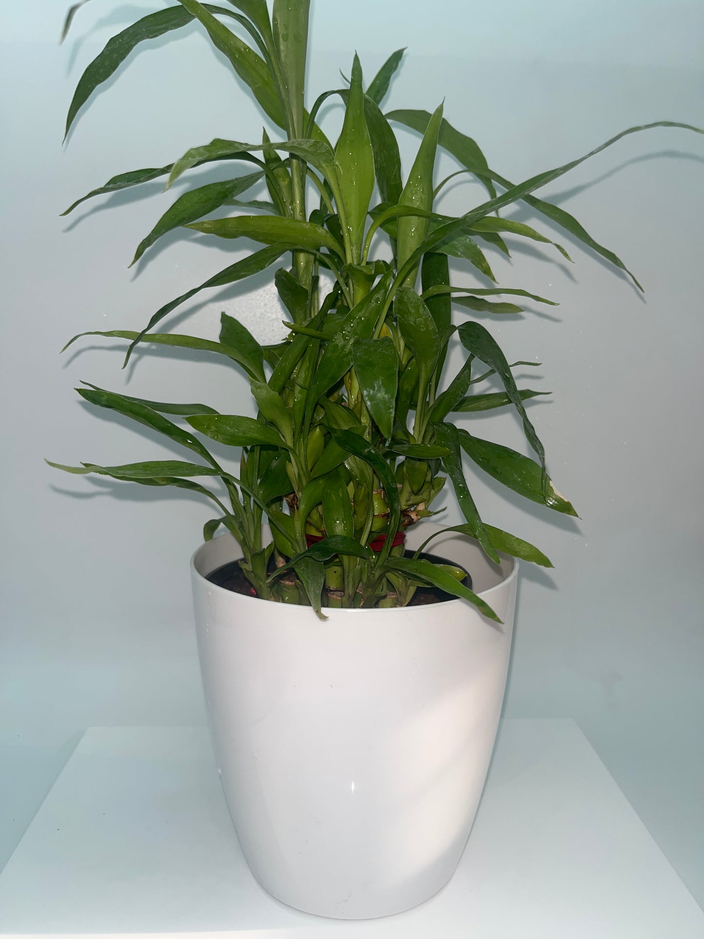 Water bamboo