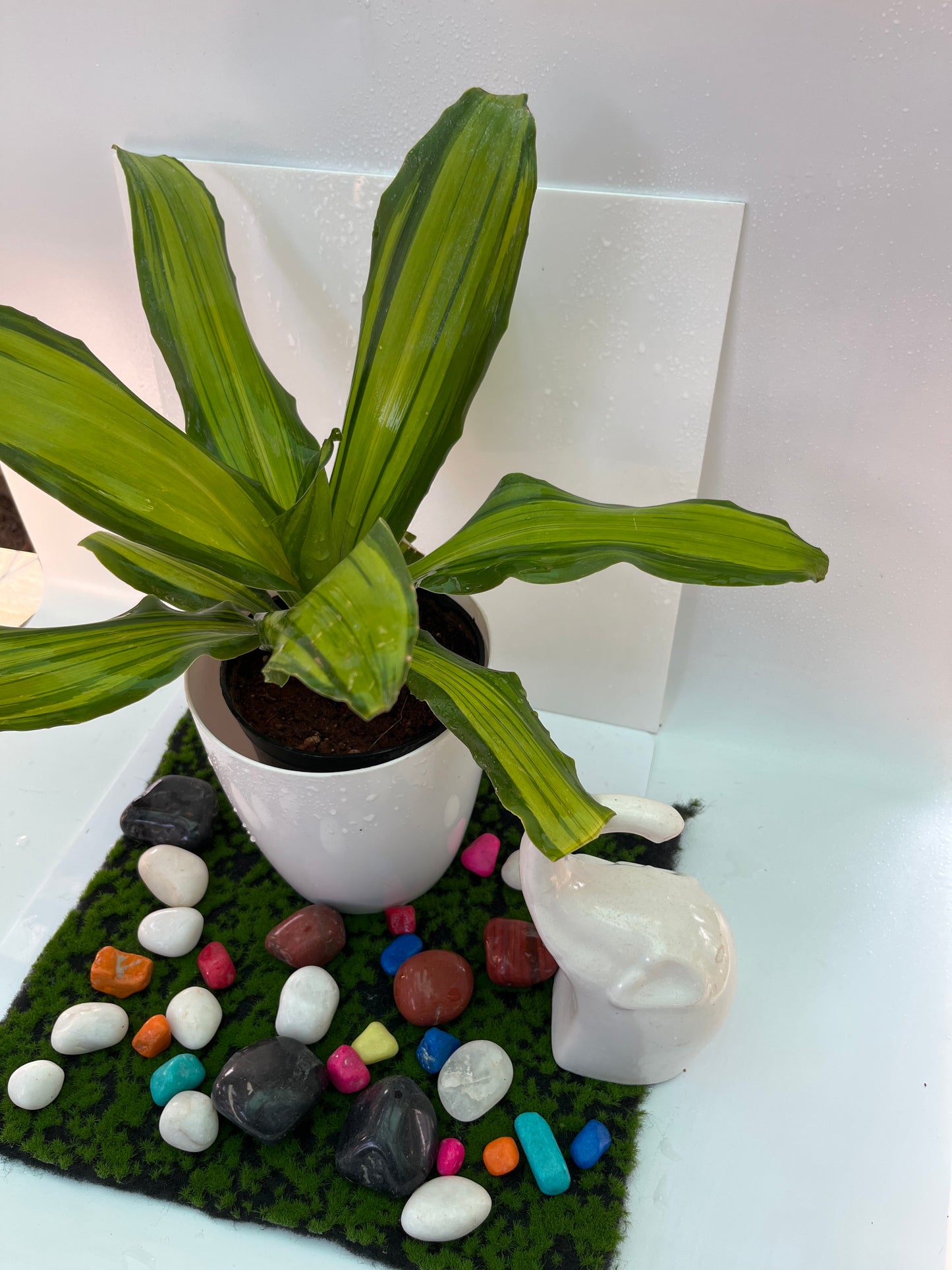 Dracaena Victoria