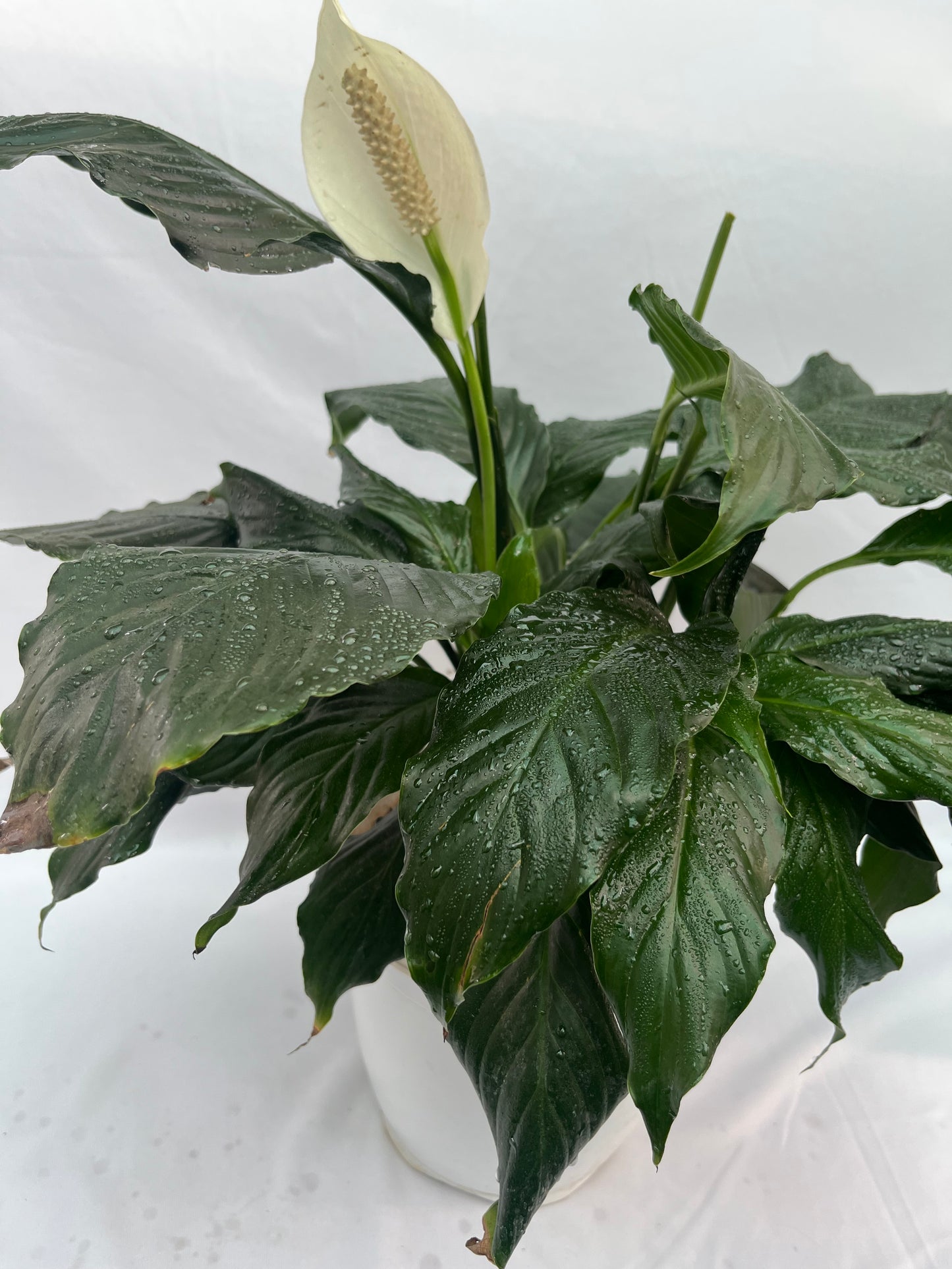 peace lily