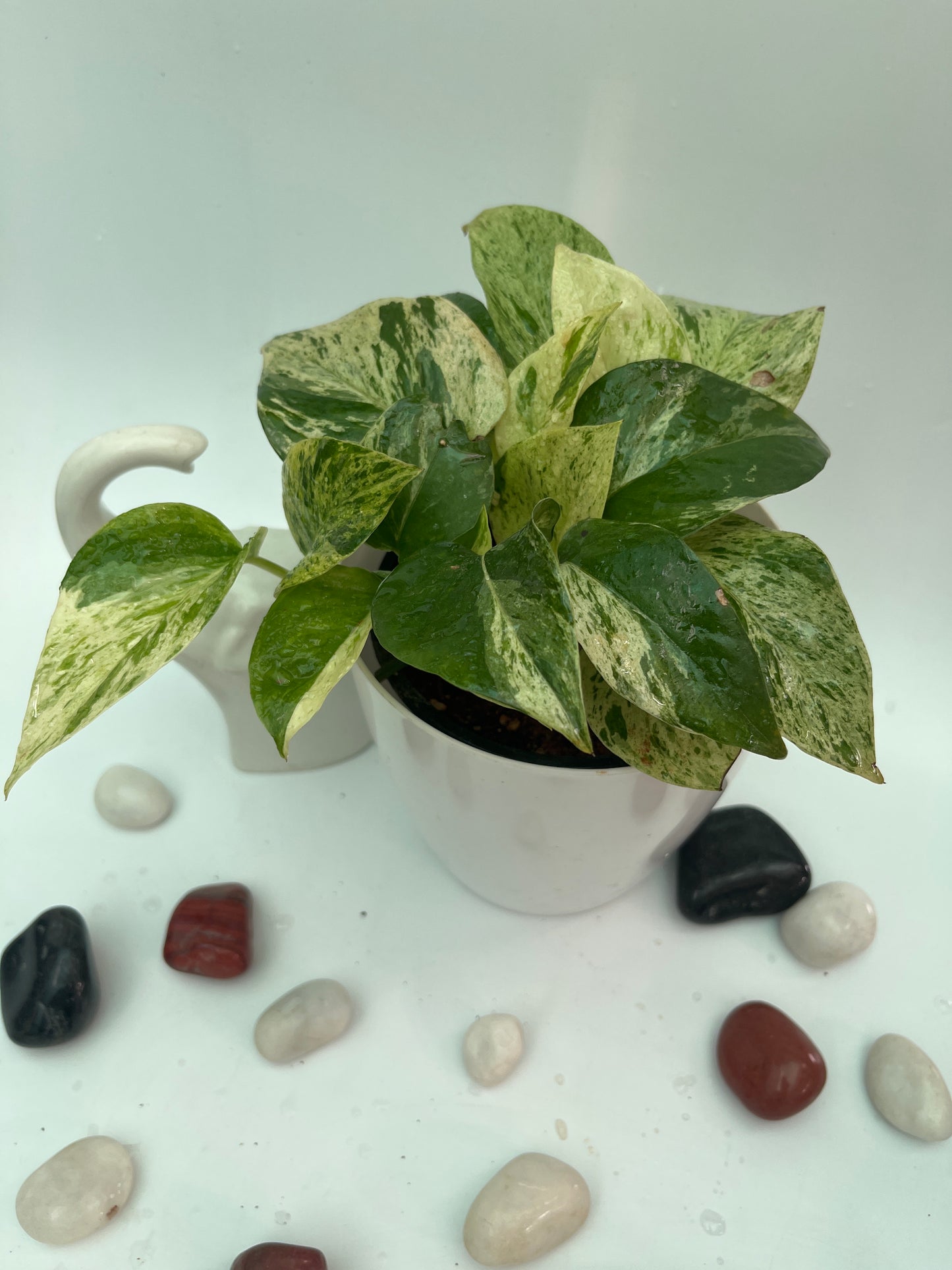 MONEY PLANT MARBLE QUEEN