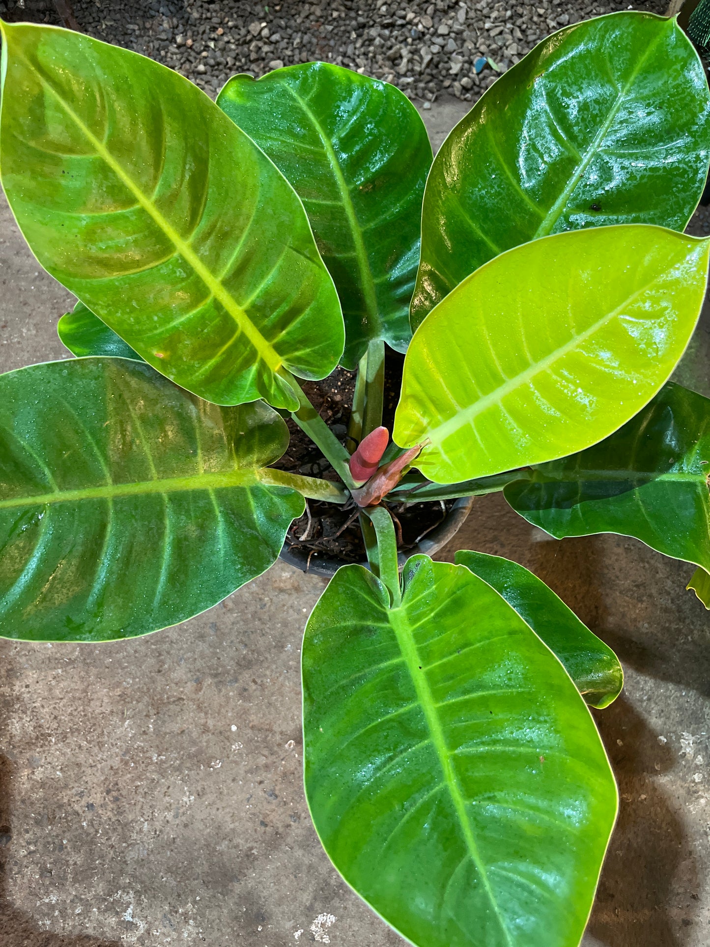 Philodendron moonshine