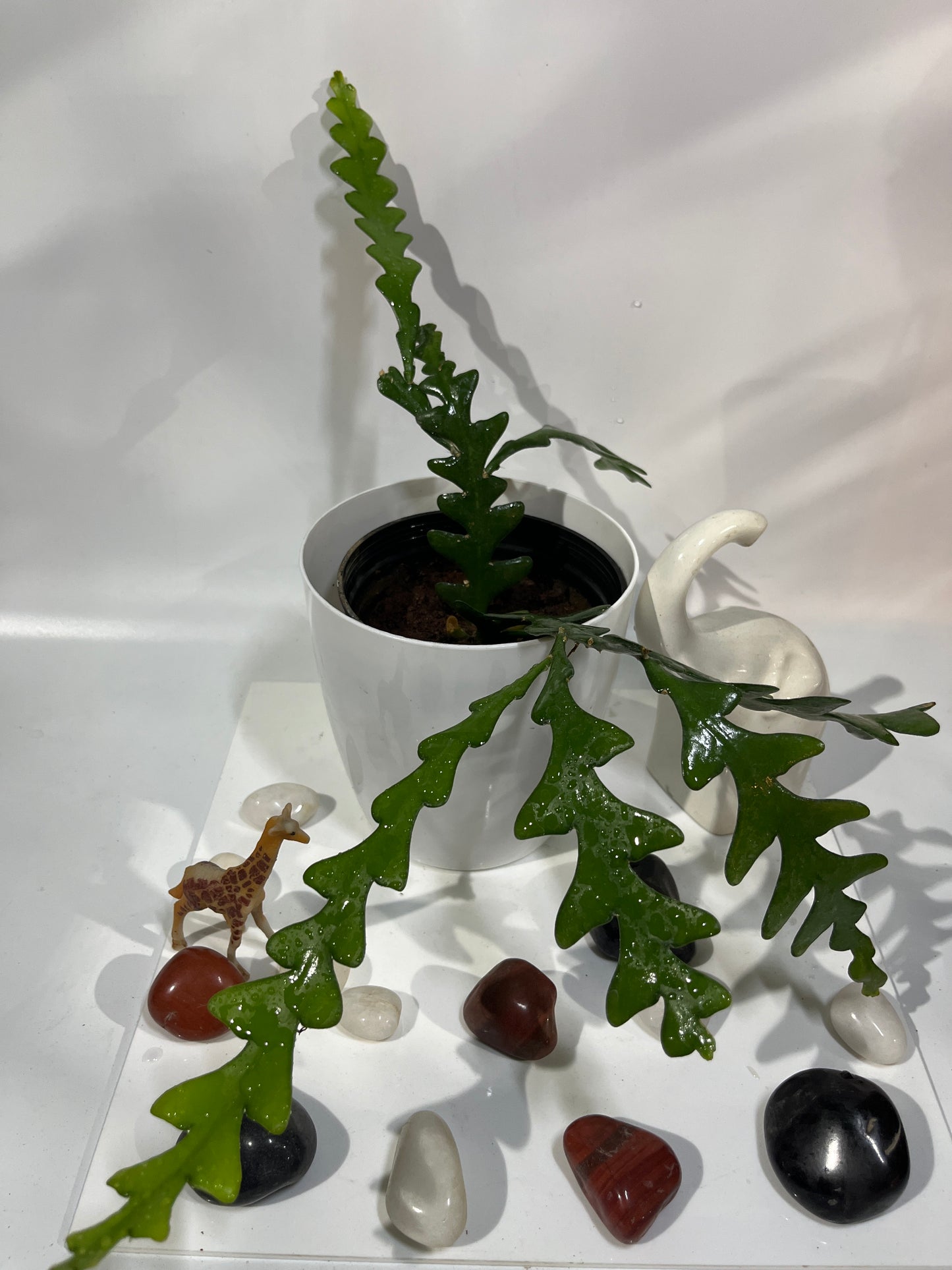 Zigzag Plant