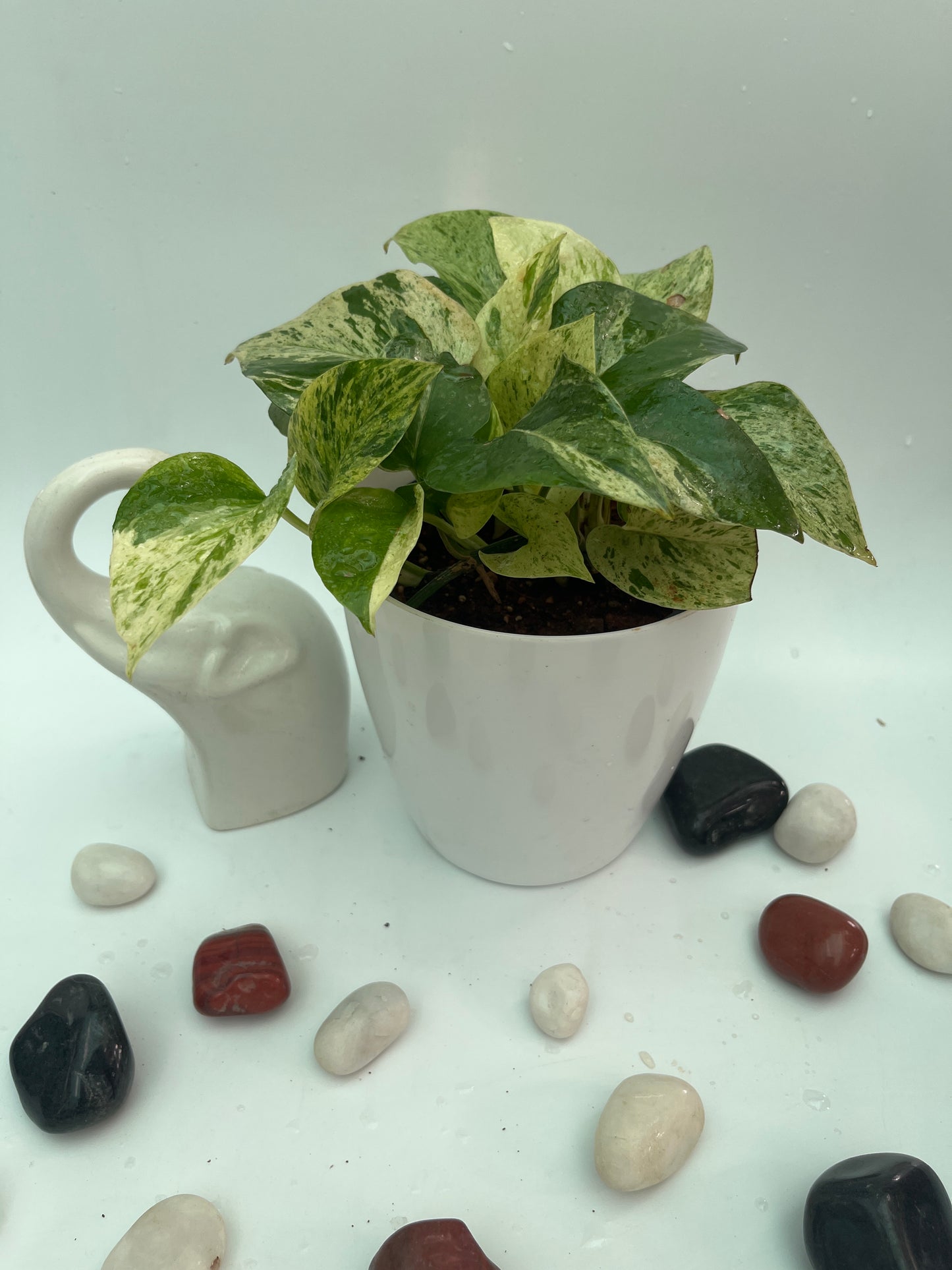 MONEY PLANT MARBLE QUEEN