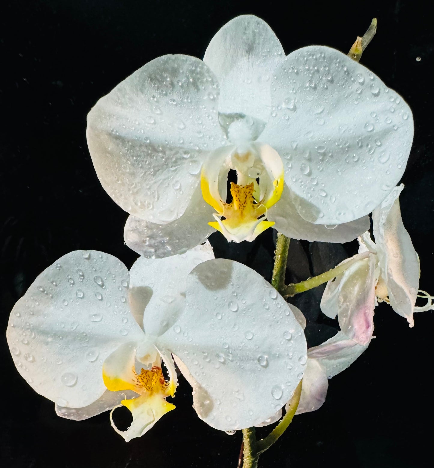 Orchids White