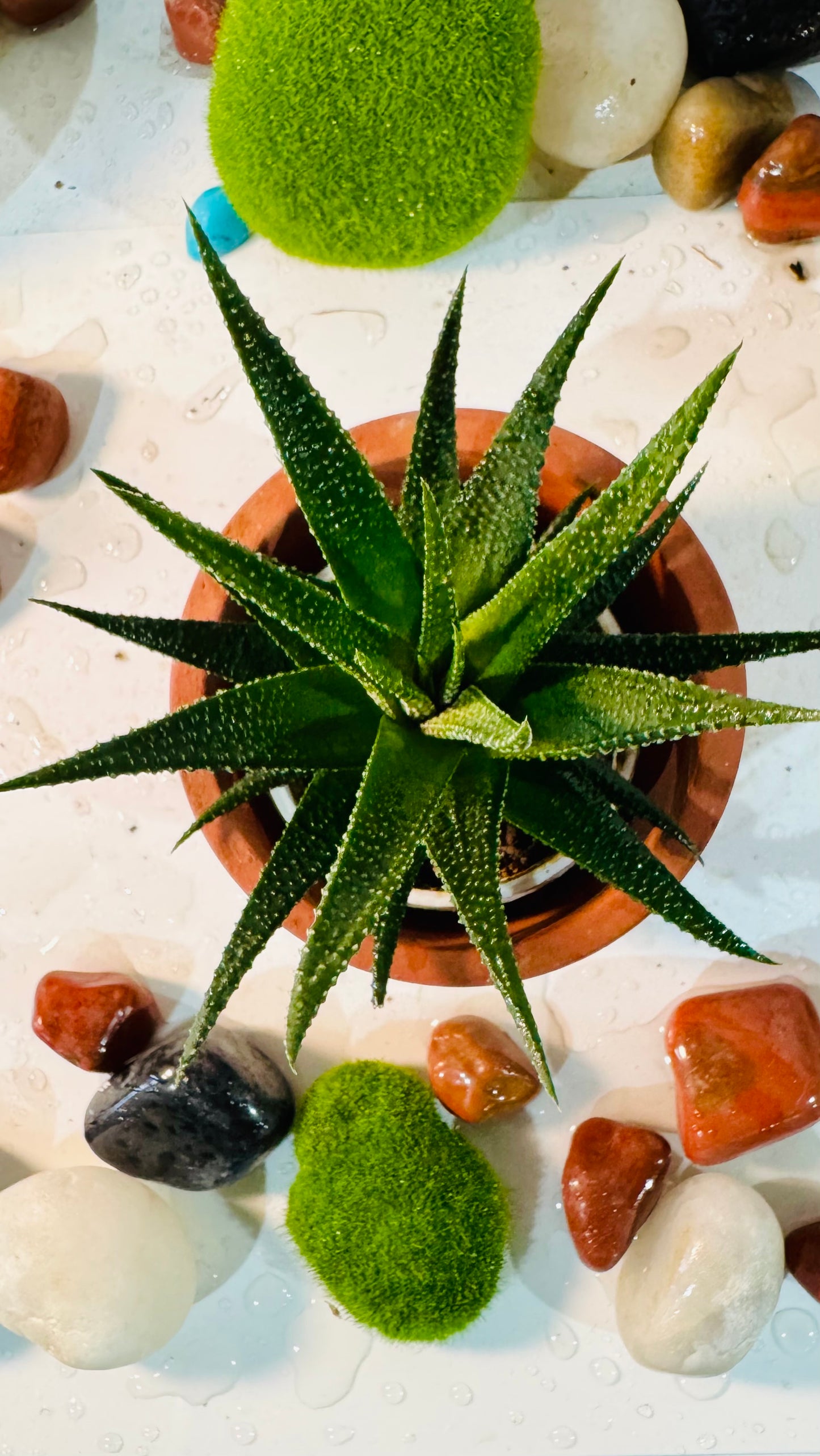 Aloe Vera