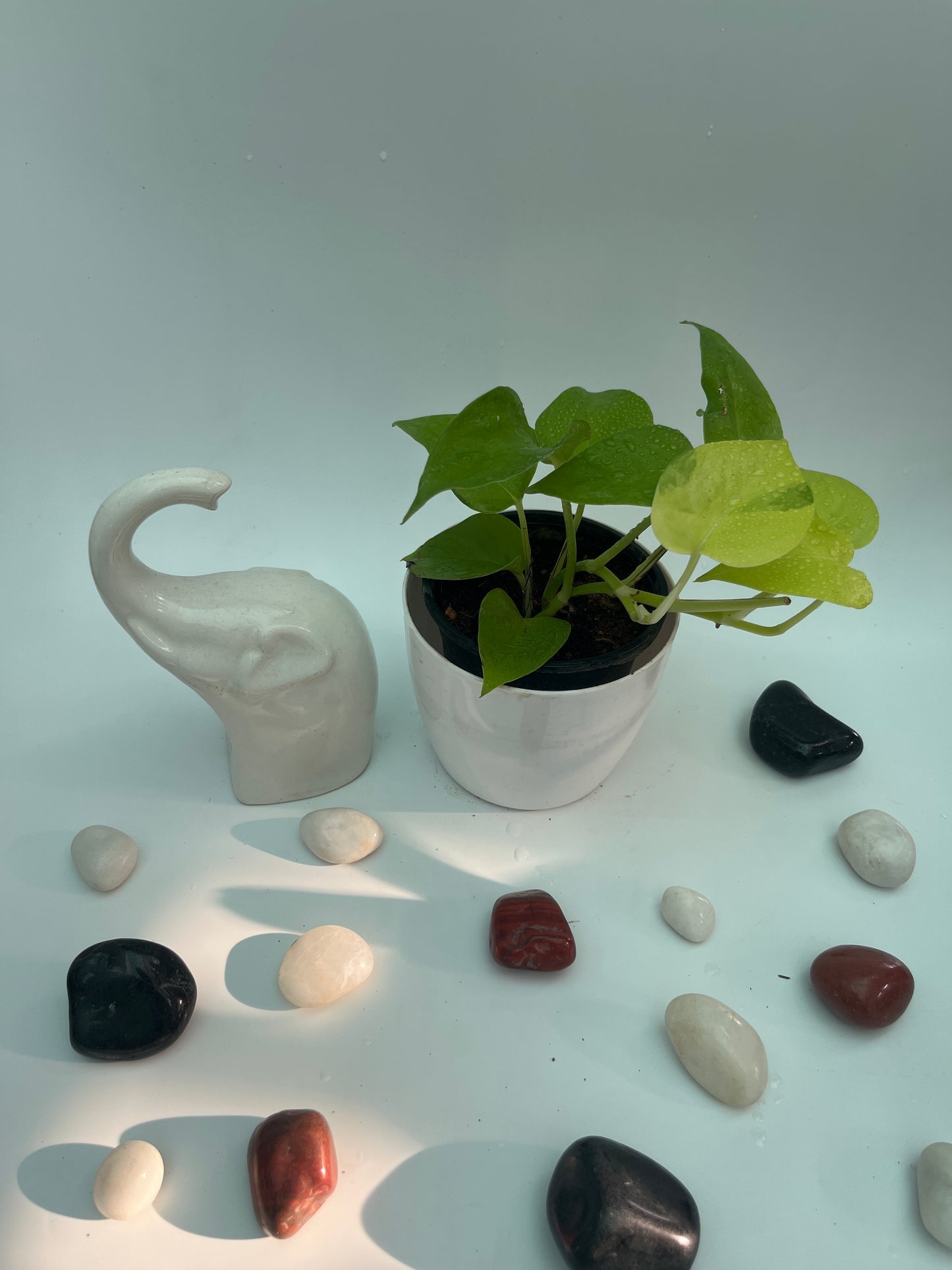 MONEY PLANT GOLDEN PHOTHOS