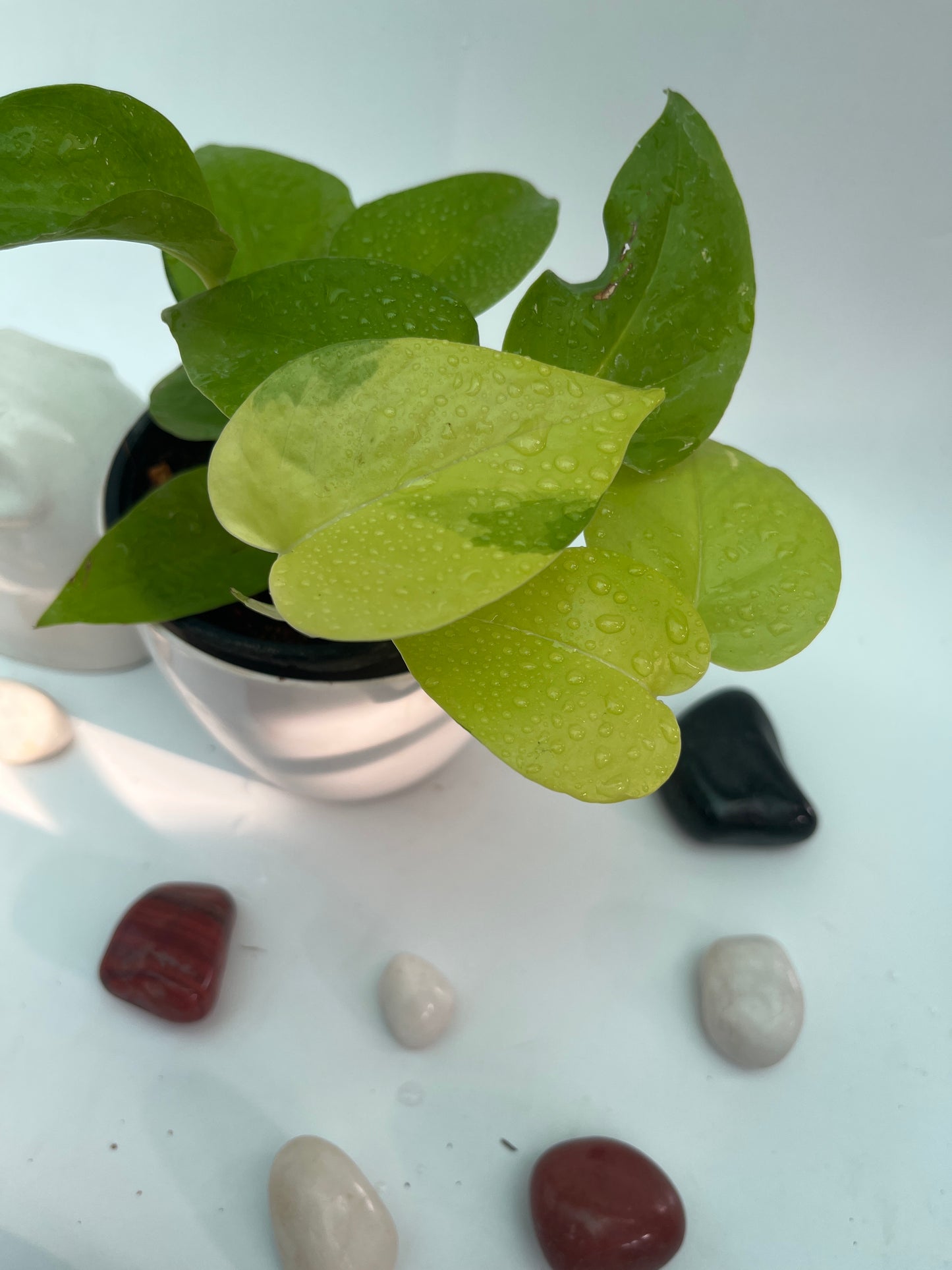 MONEY PLANT NEON