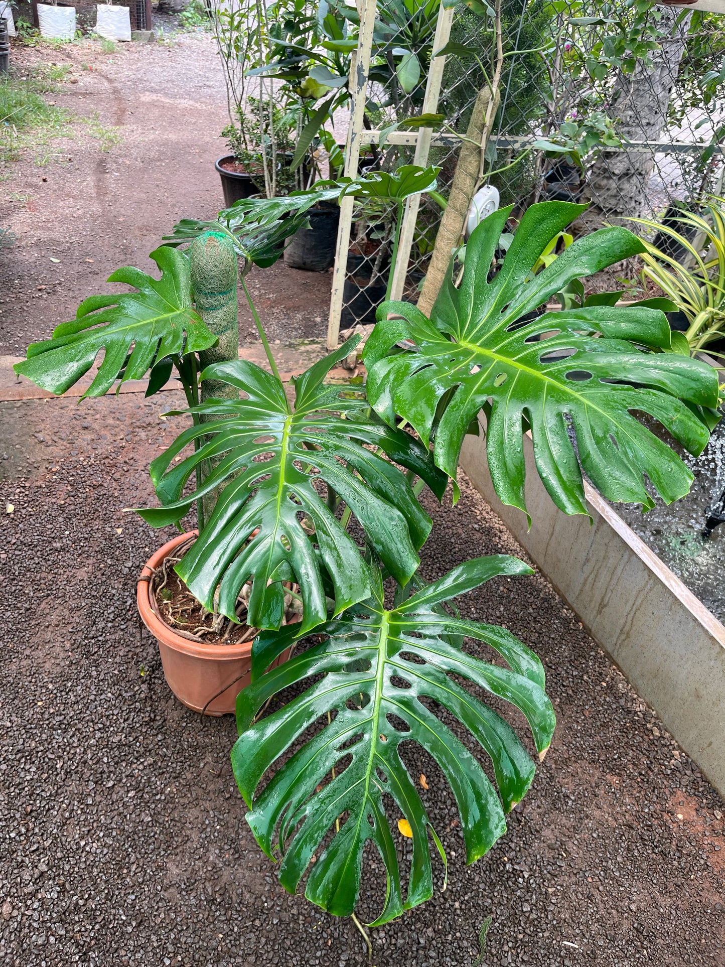 Monstera