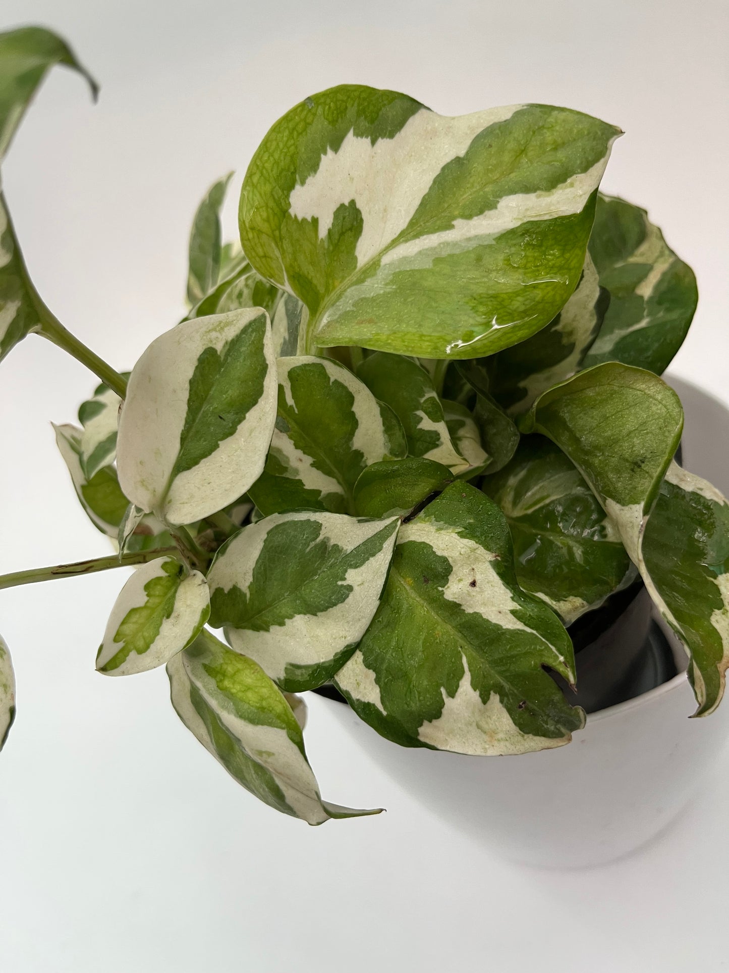 MONEY PLANT ENJOY