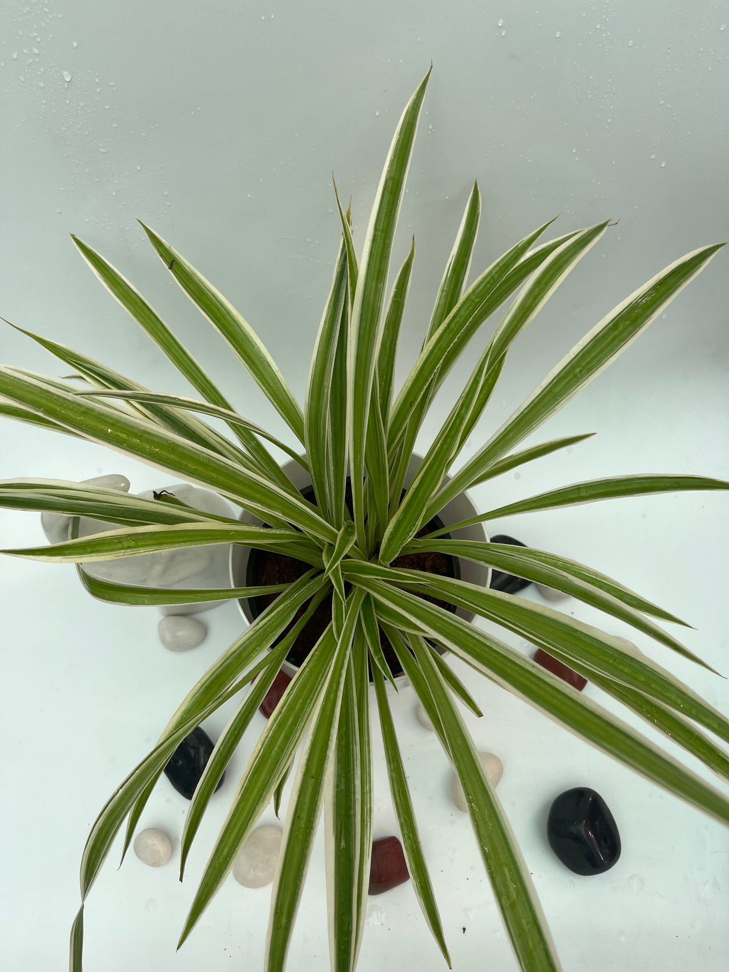 Spider plant