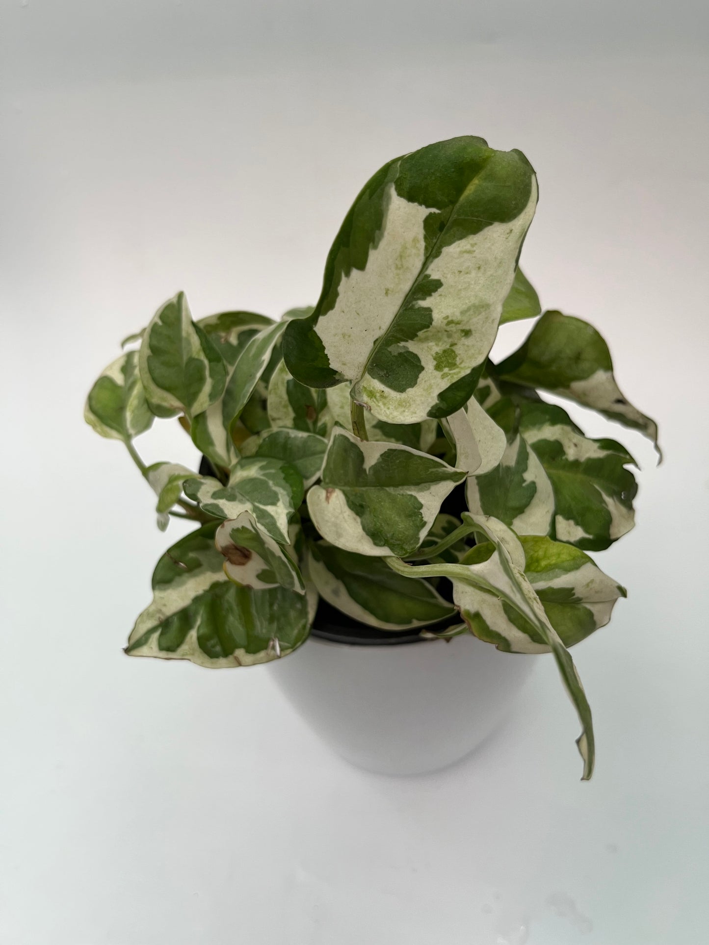 MONEY PLANT ENJOY