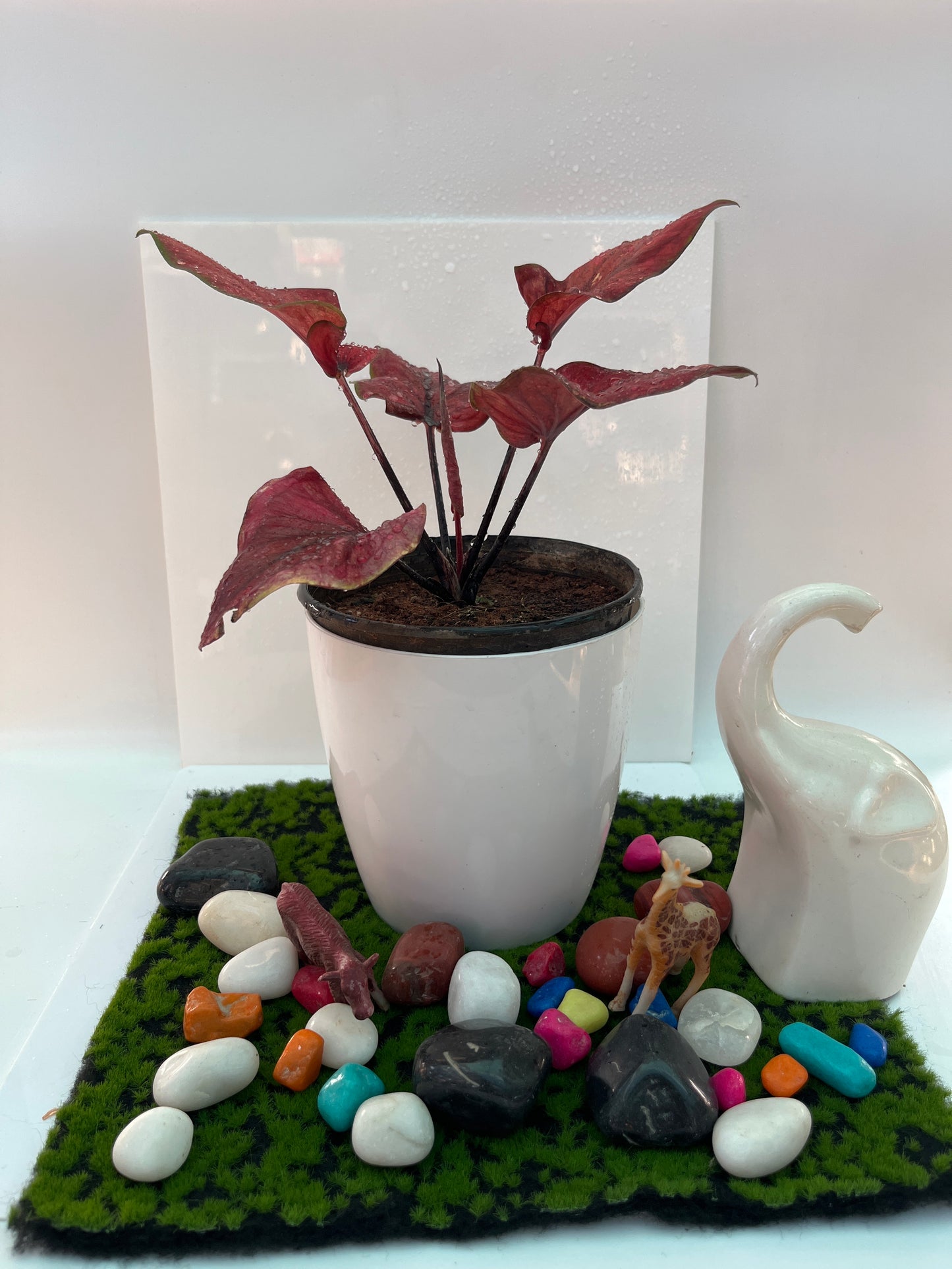 Caladium