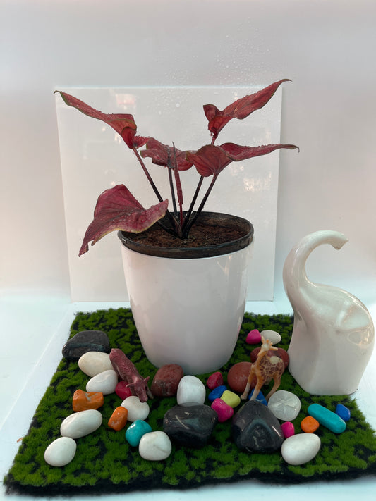 Caladium