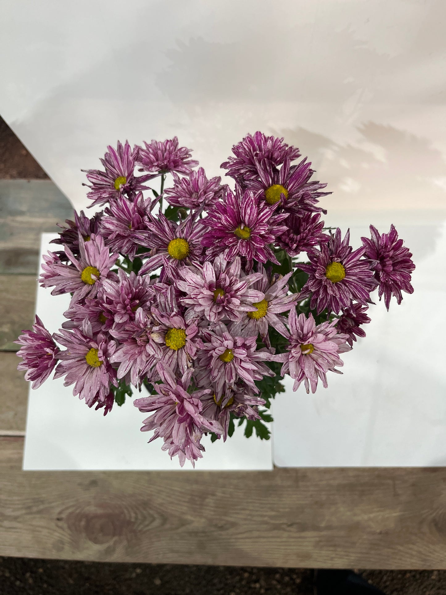 Chrysanthemum