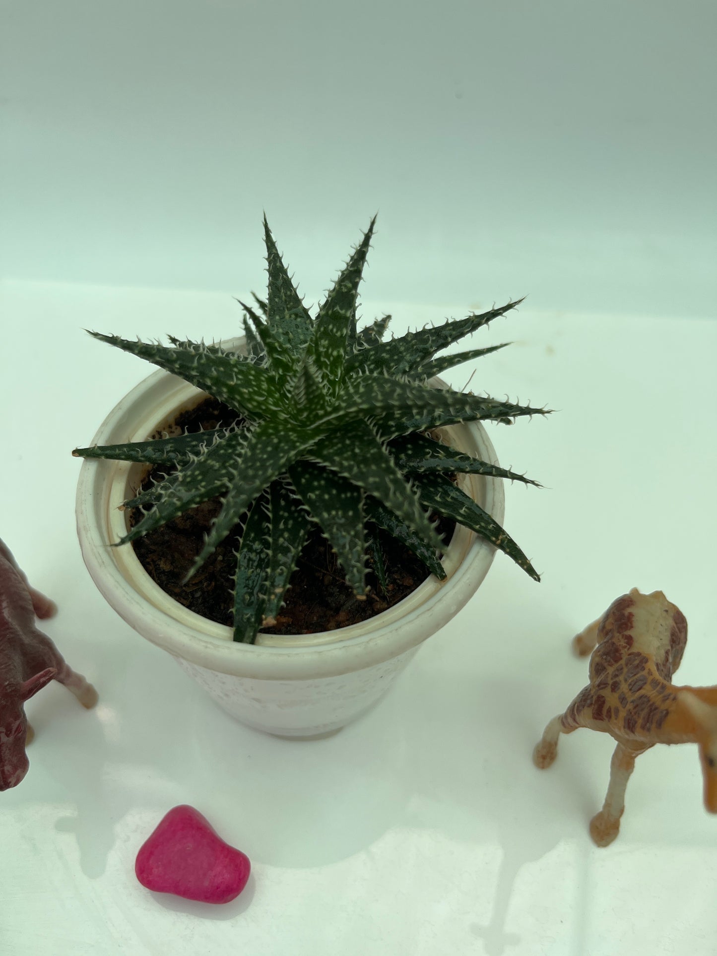 Zebra Cactus