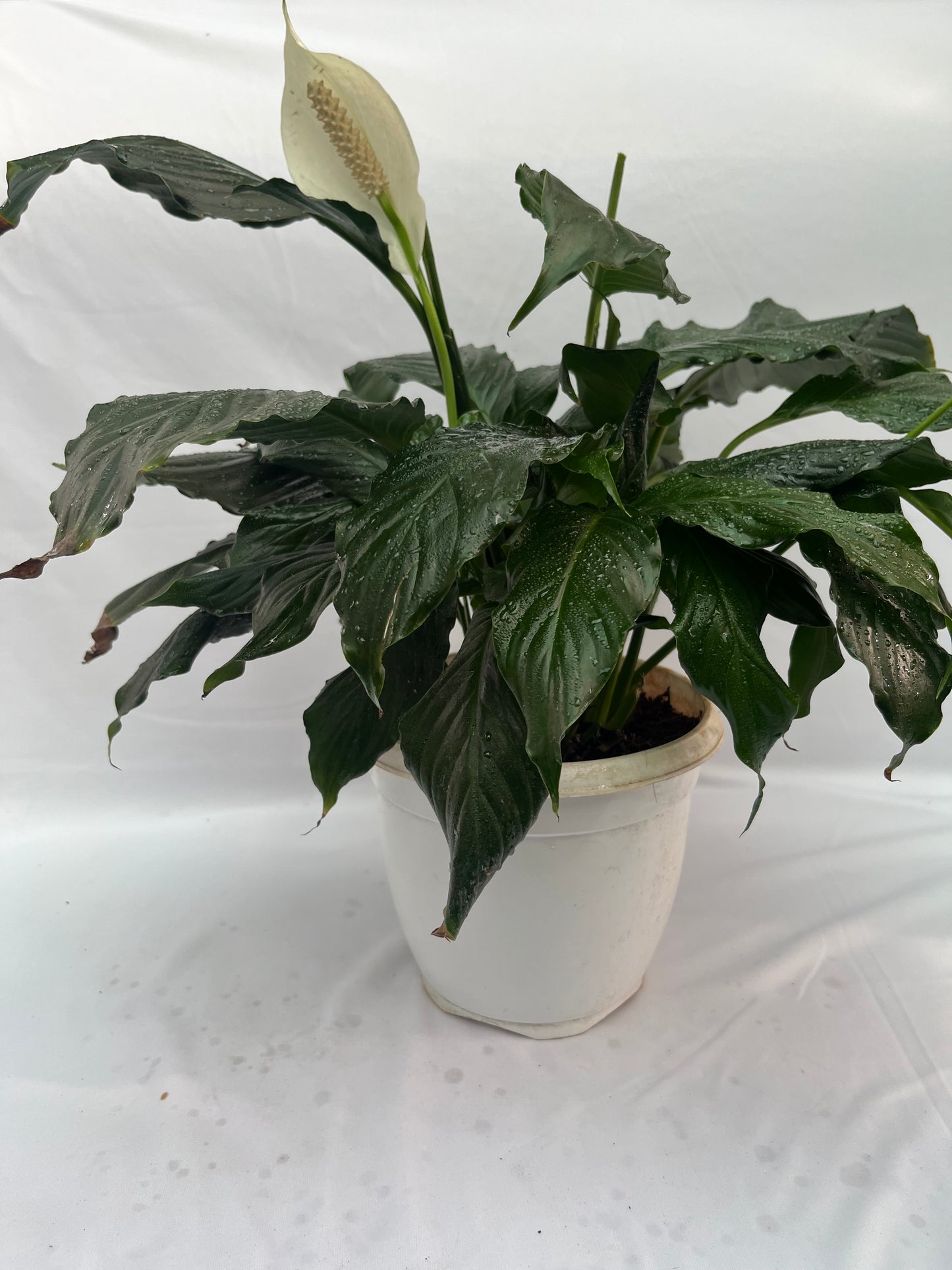 peace lily