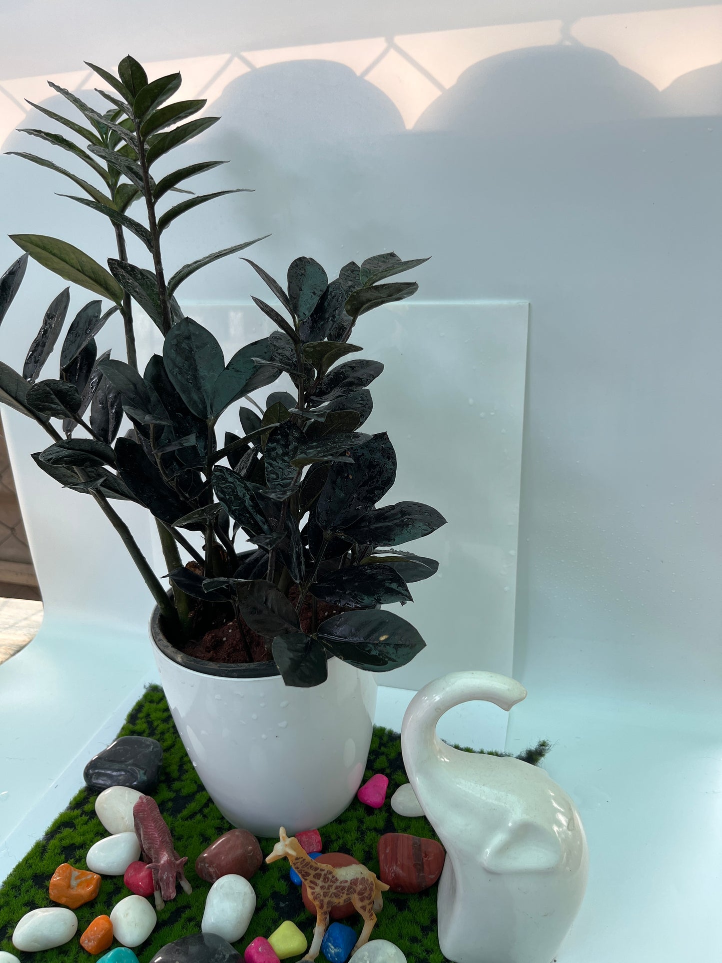 Zamioculcas plant