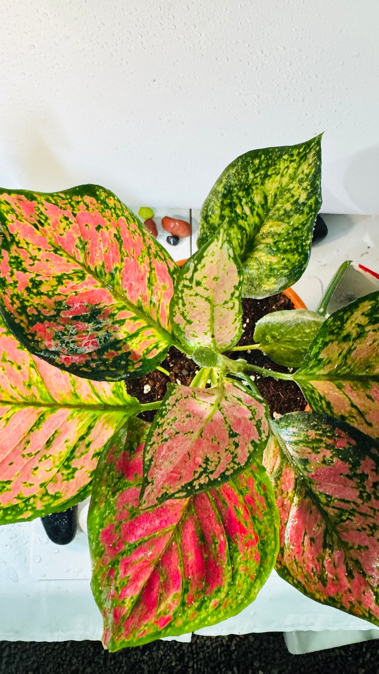 Aglonema