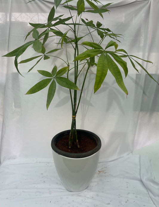 Pachira money plant