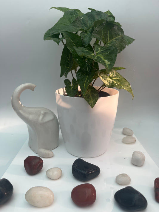 Syngonium green