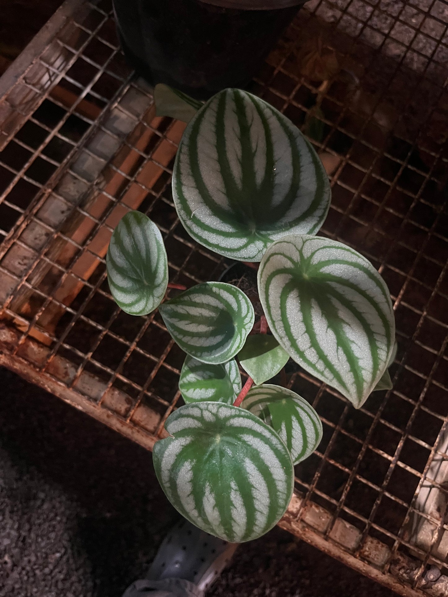 Peperomia water melon