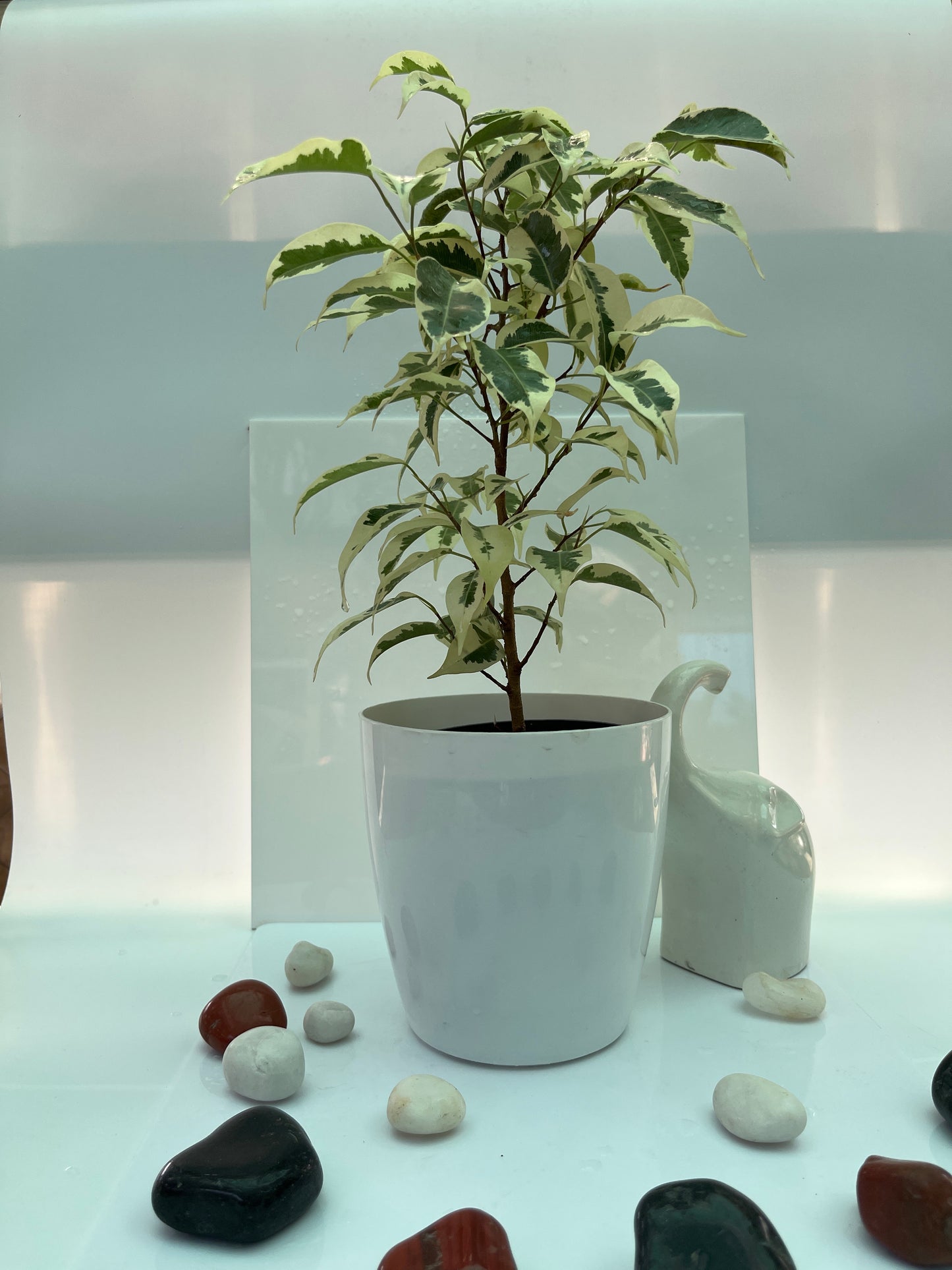 Ficus Lutetia