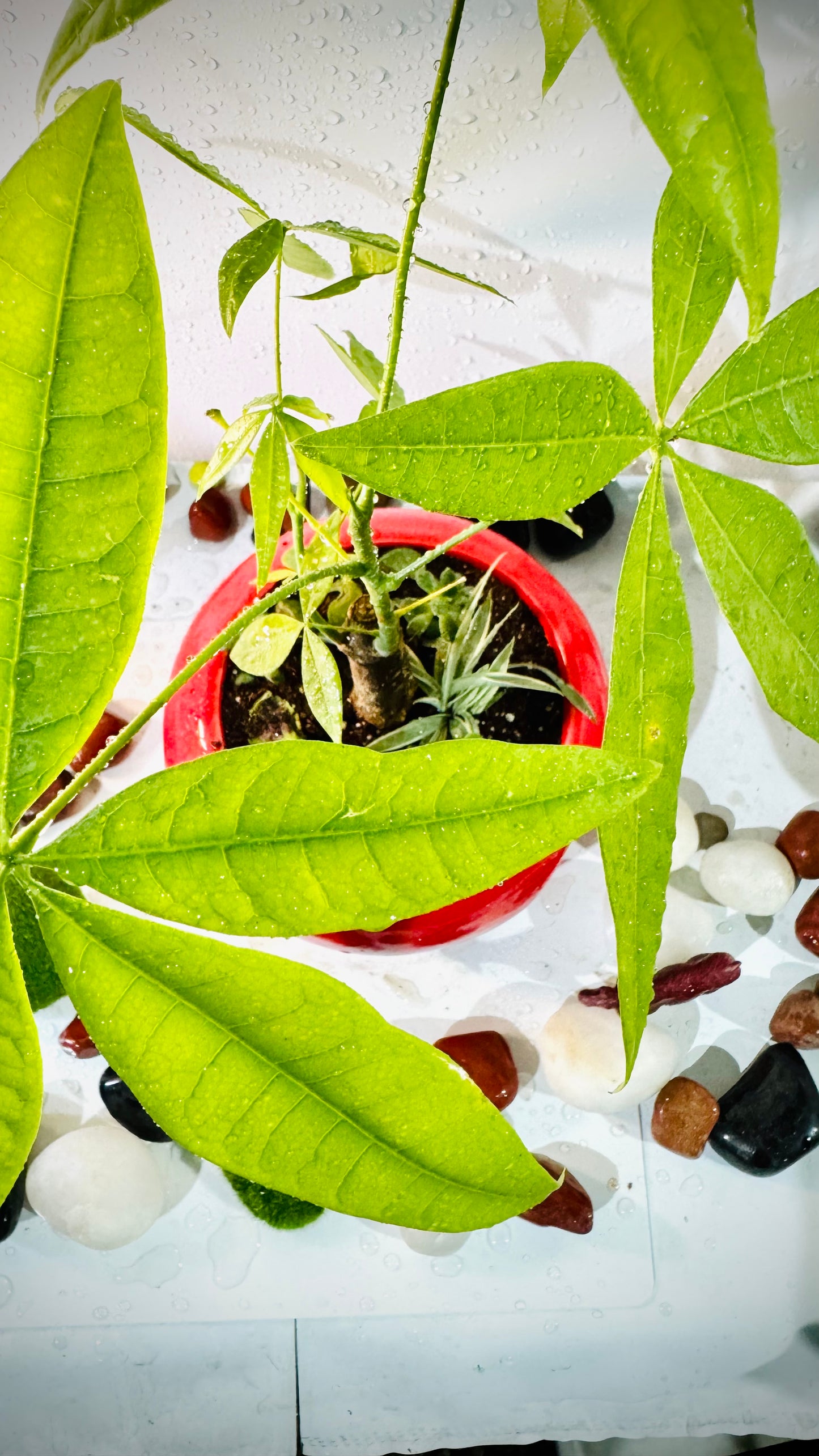 Money Tree Plant