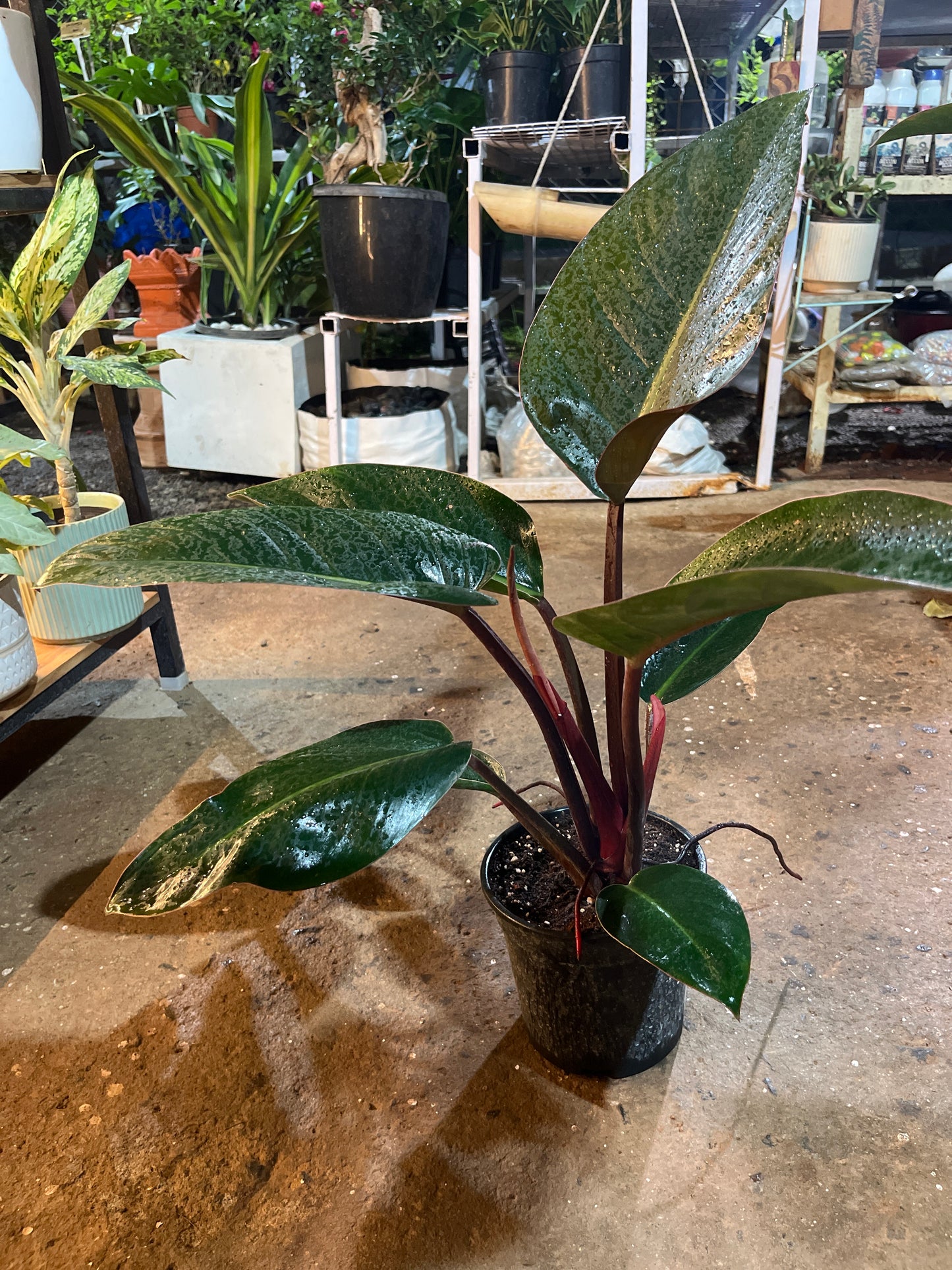PHILODENDRON ROJOCONGO