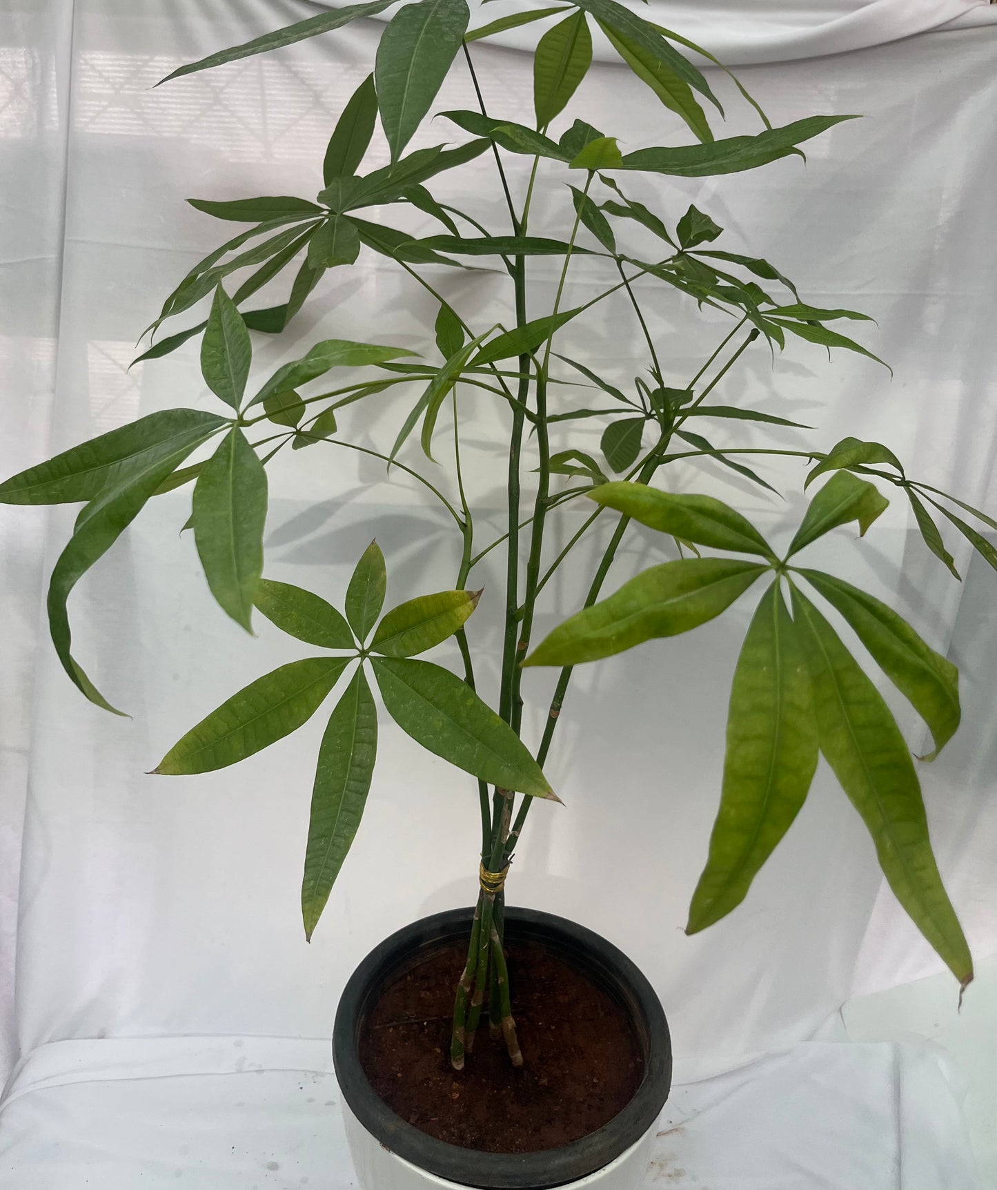 Pachira money plant