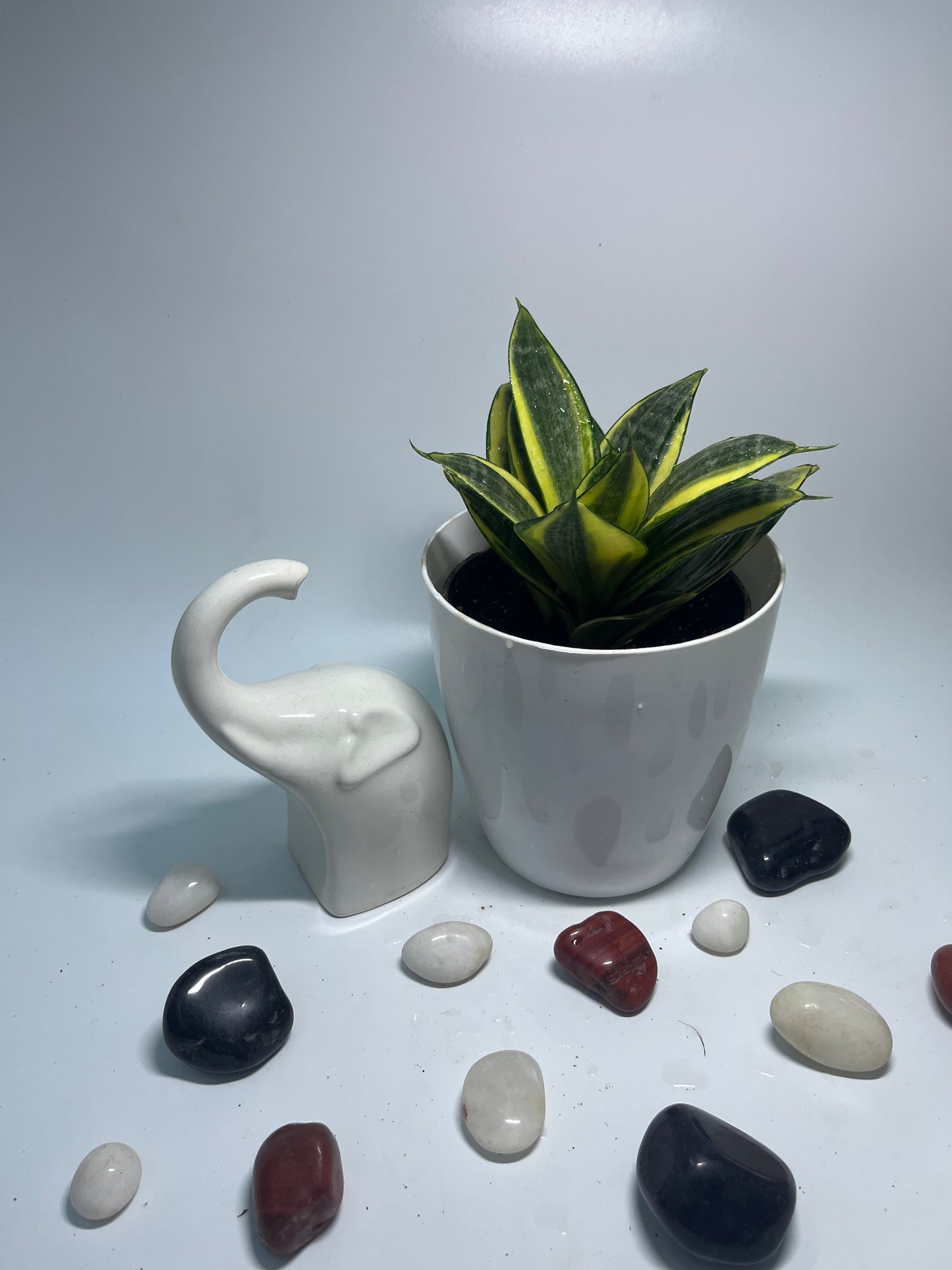 SANSEVIERIA LOTUS HAHNII SINGLE