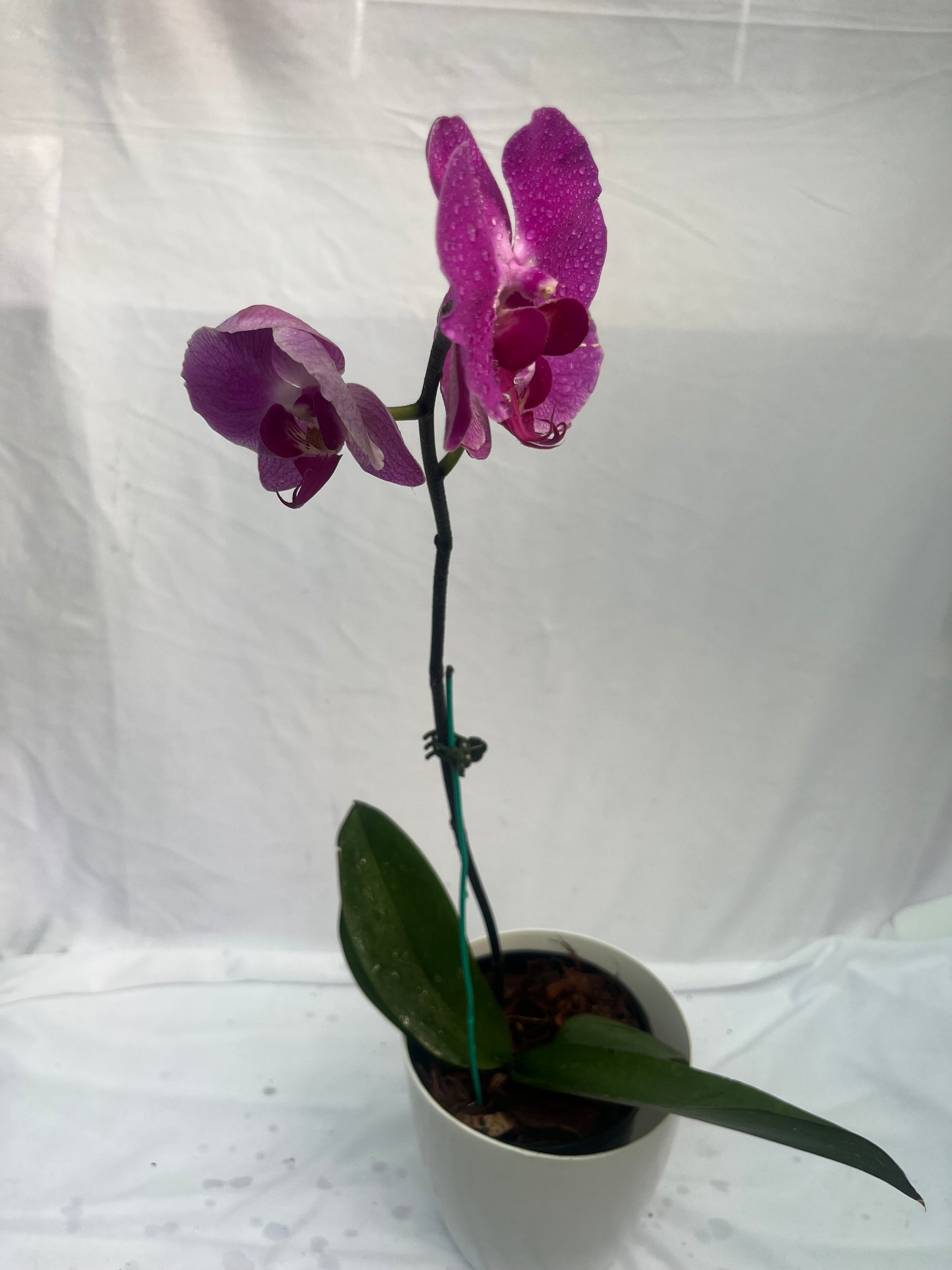 Philonaphsis Orchid