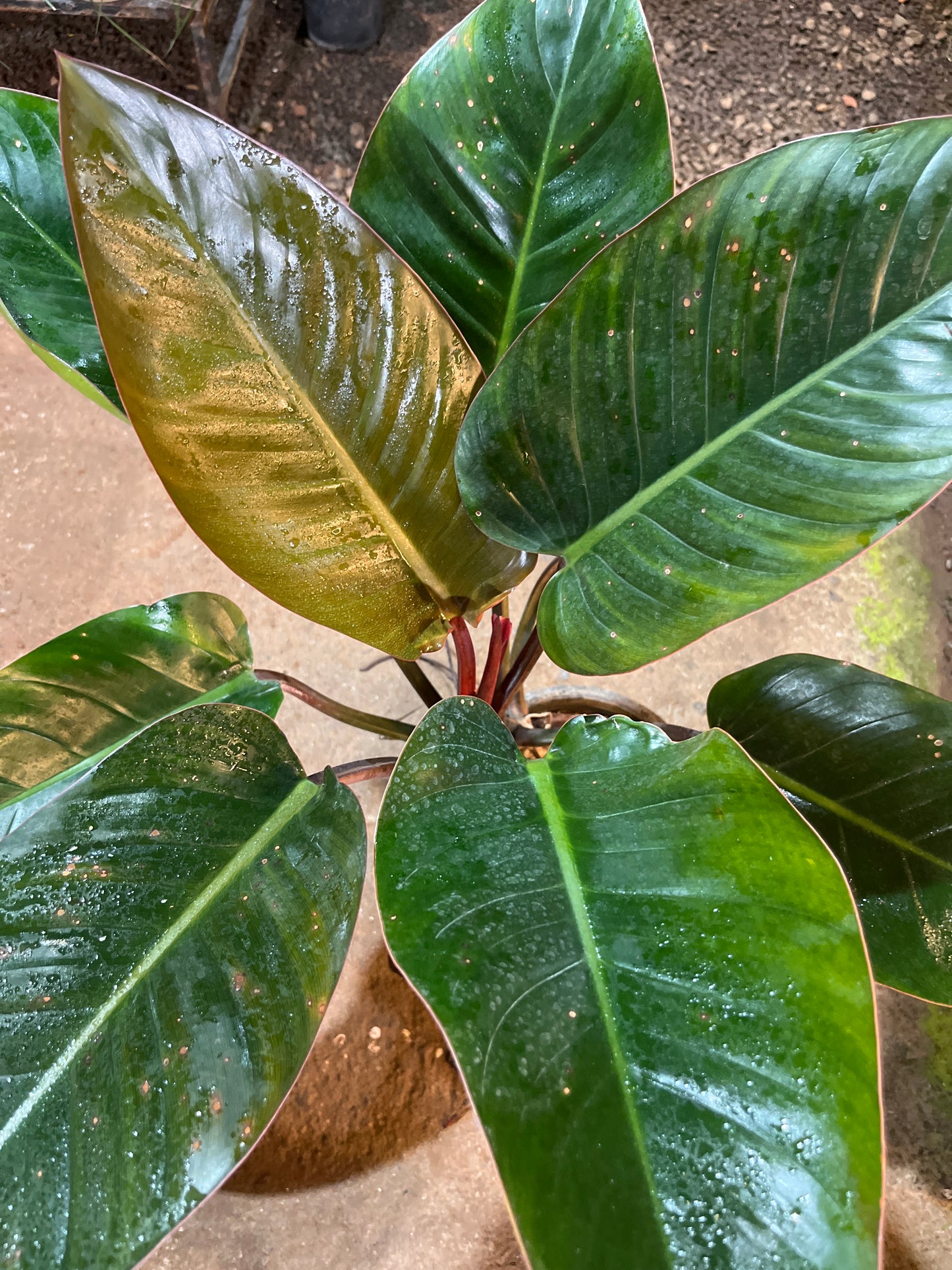 Philodendron congo