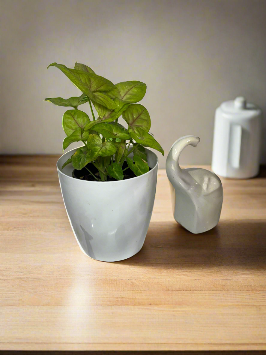 Syngonium neon