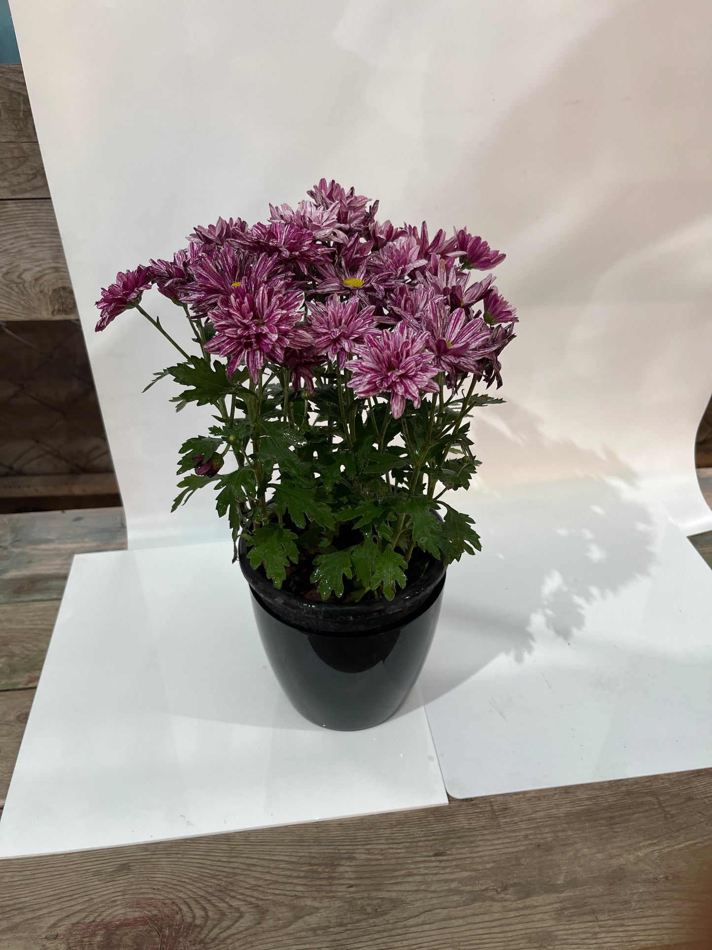Chrysanthemum