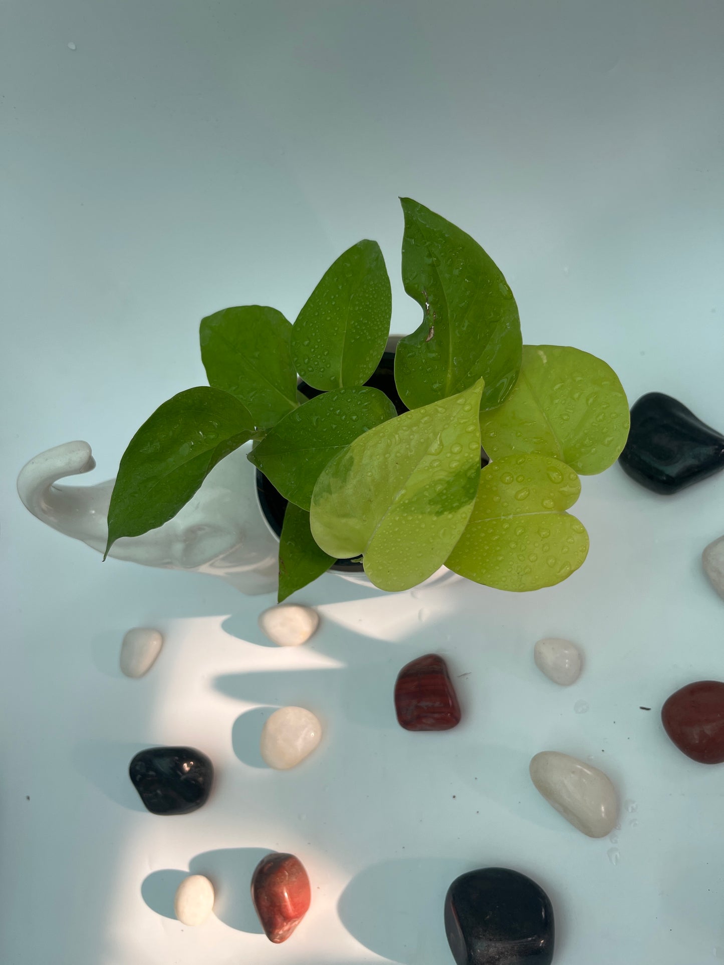 MONEY PLANT NEON