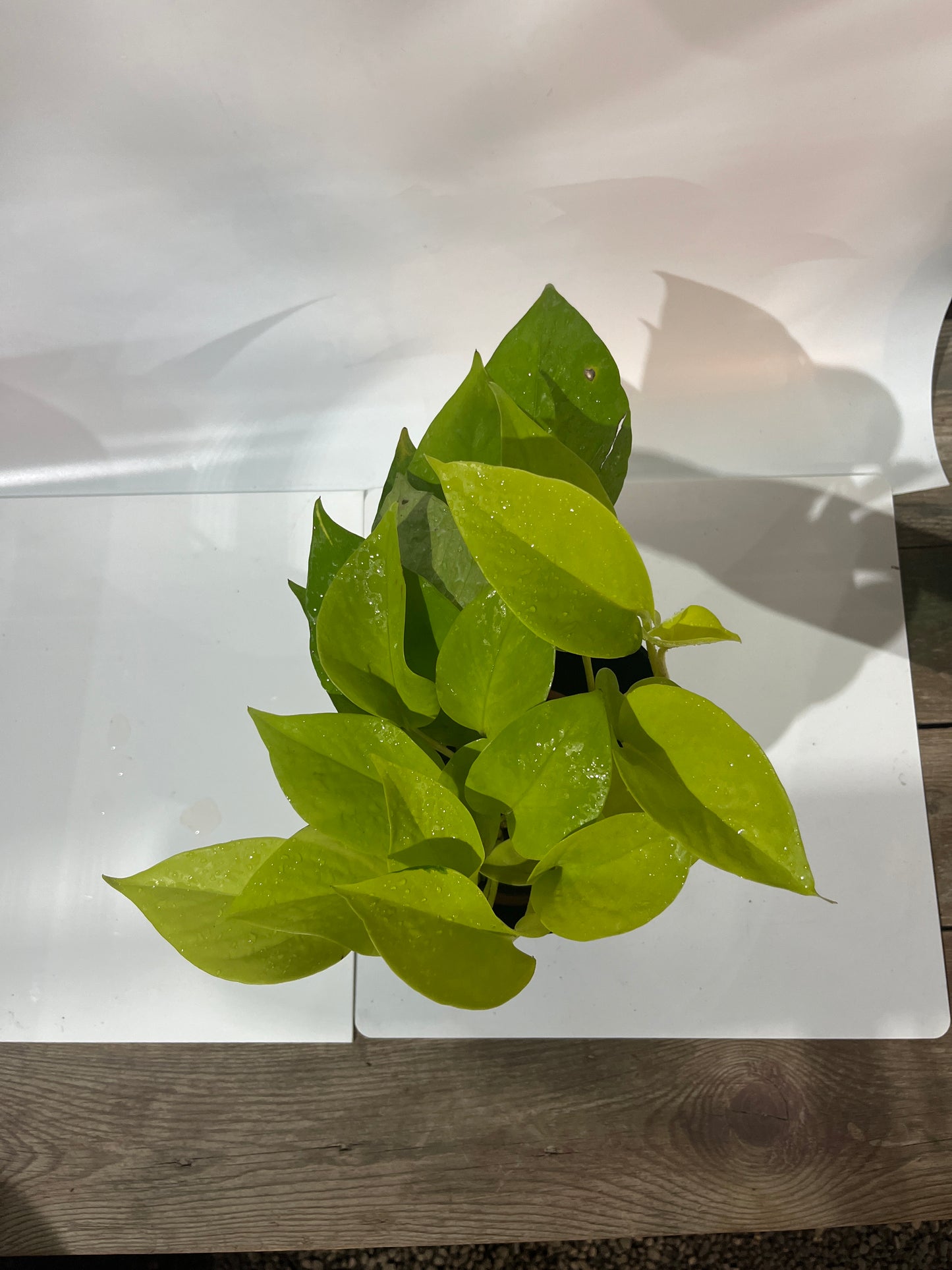 MONEY PLANT GOLDEN PHOTHOS