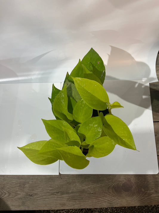 MONEY PLANT GOLDEN PHOTHOS