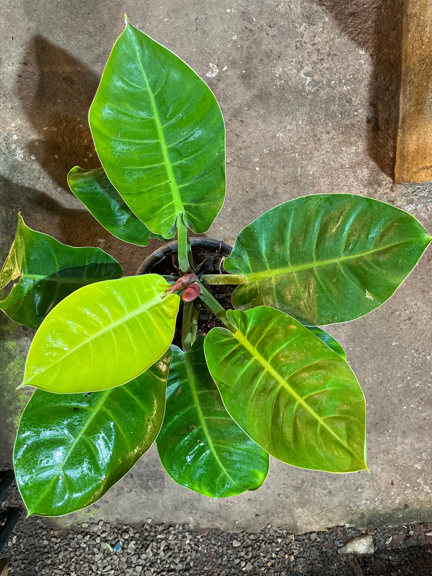 Philodendron moonshine