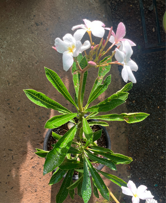 plumeria