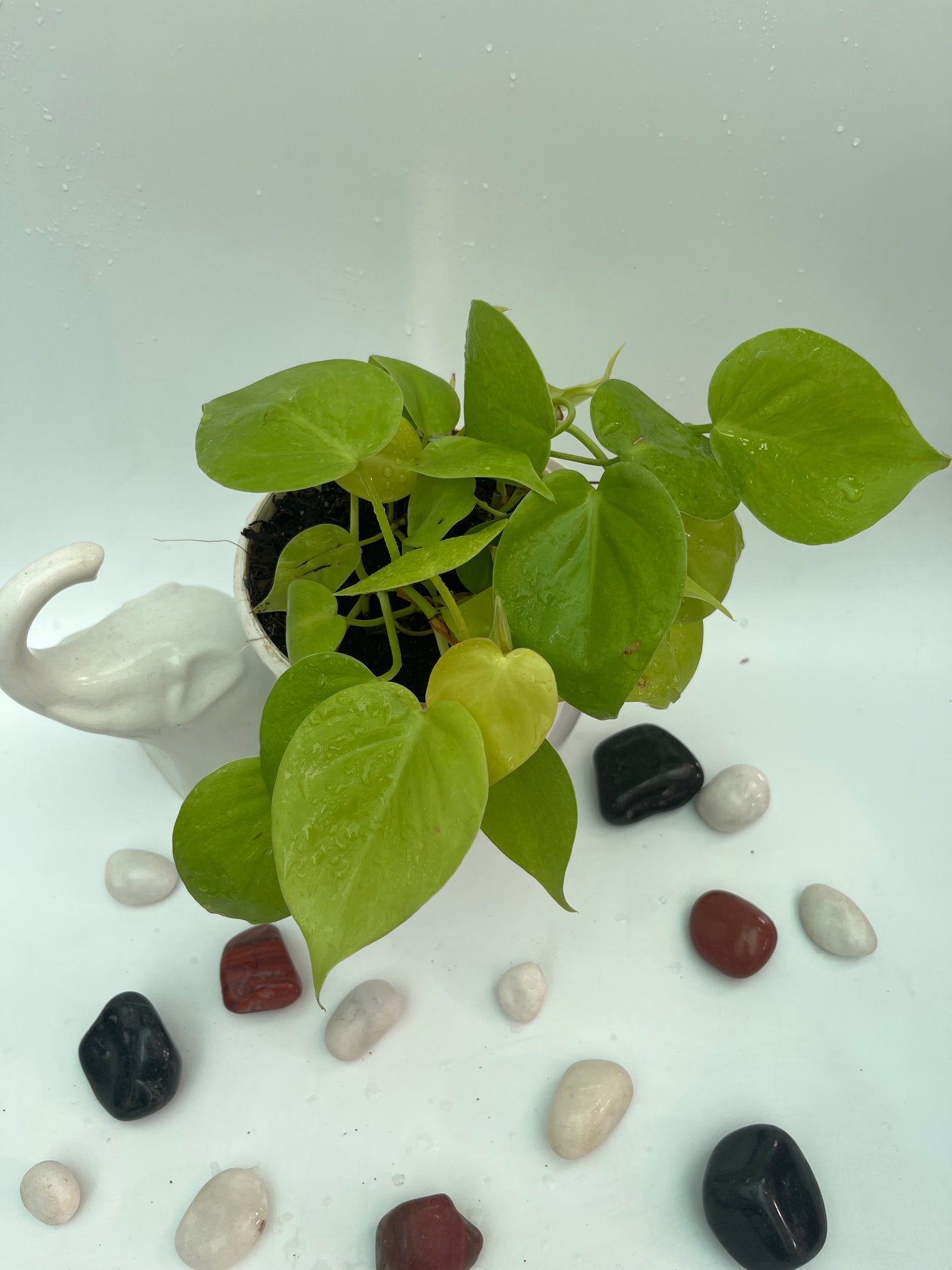 Neon Pothos