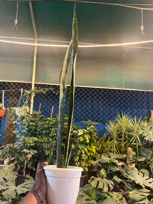 SANSEVIERIA CORAL