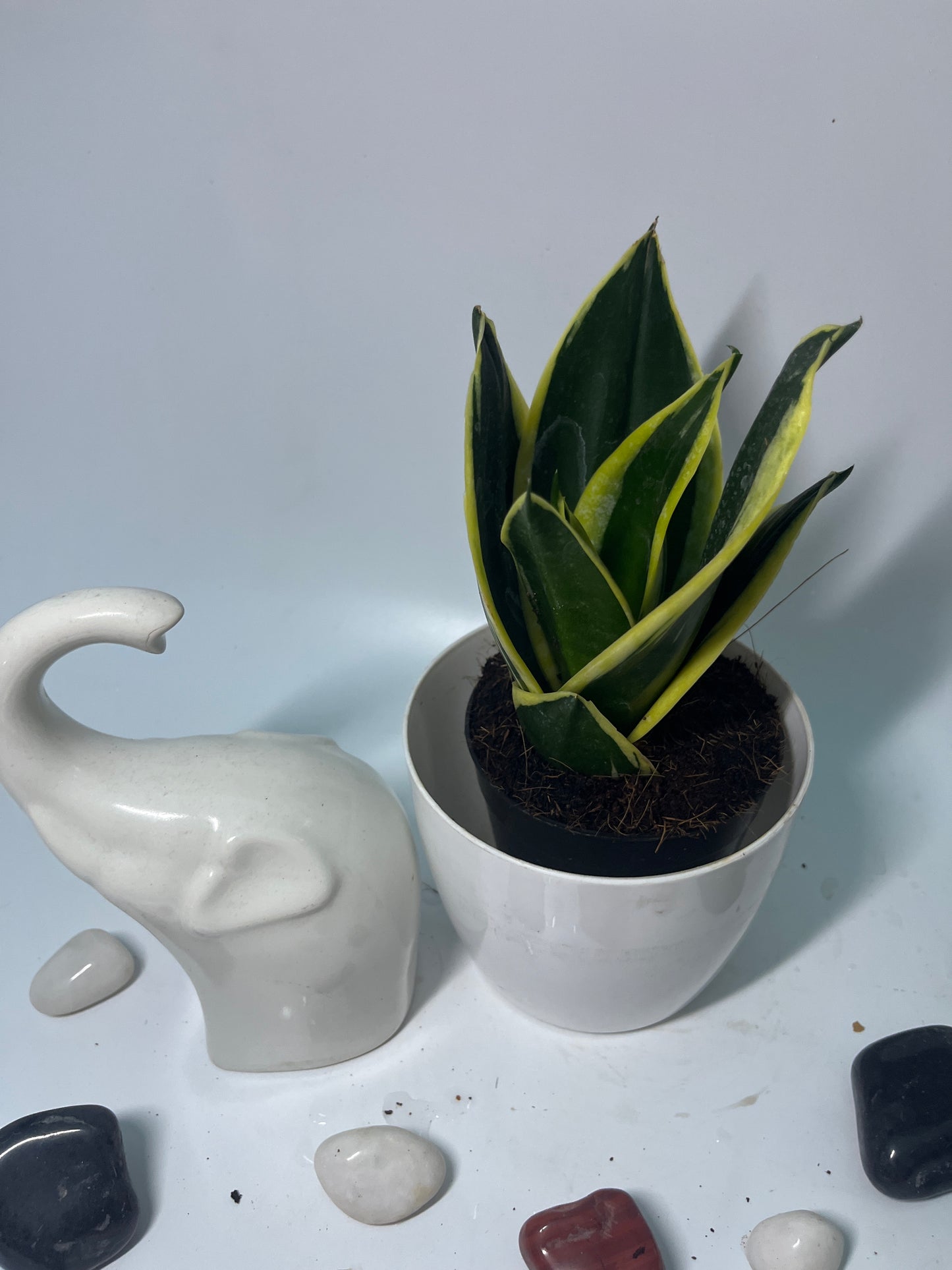 SANSEVIERIA GOLDENSingle