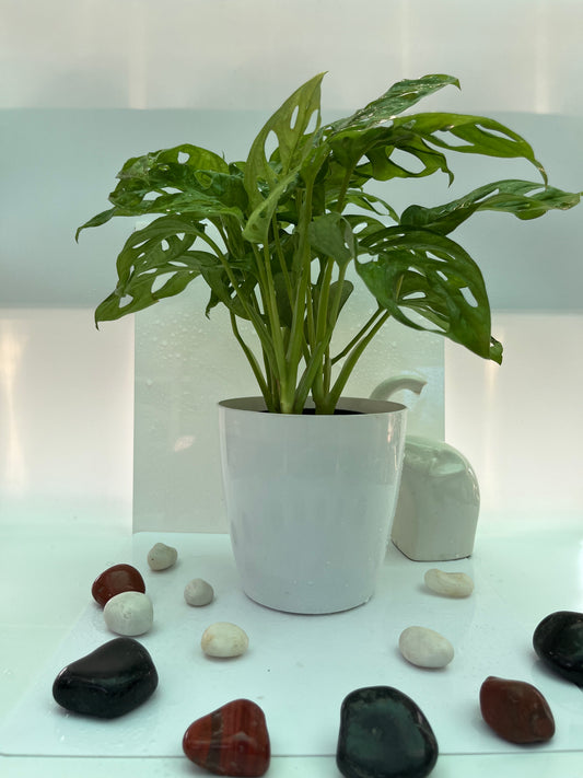 MONSTERA BROKEN HEART