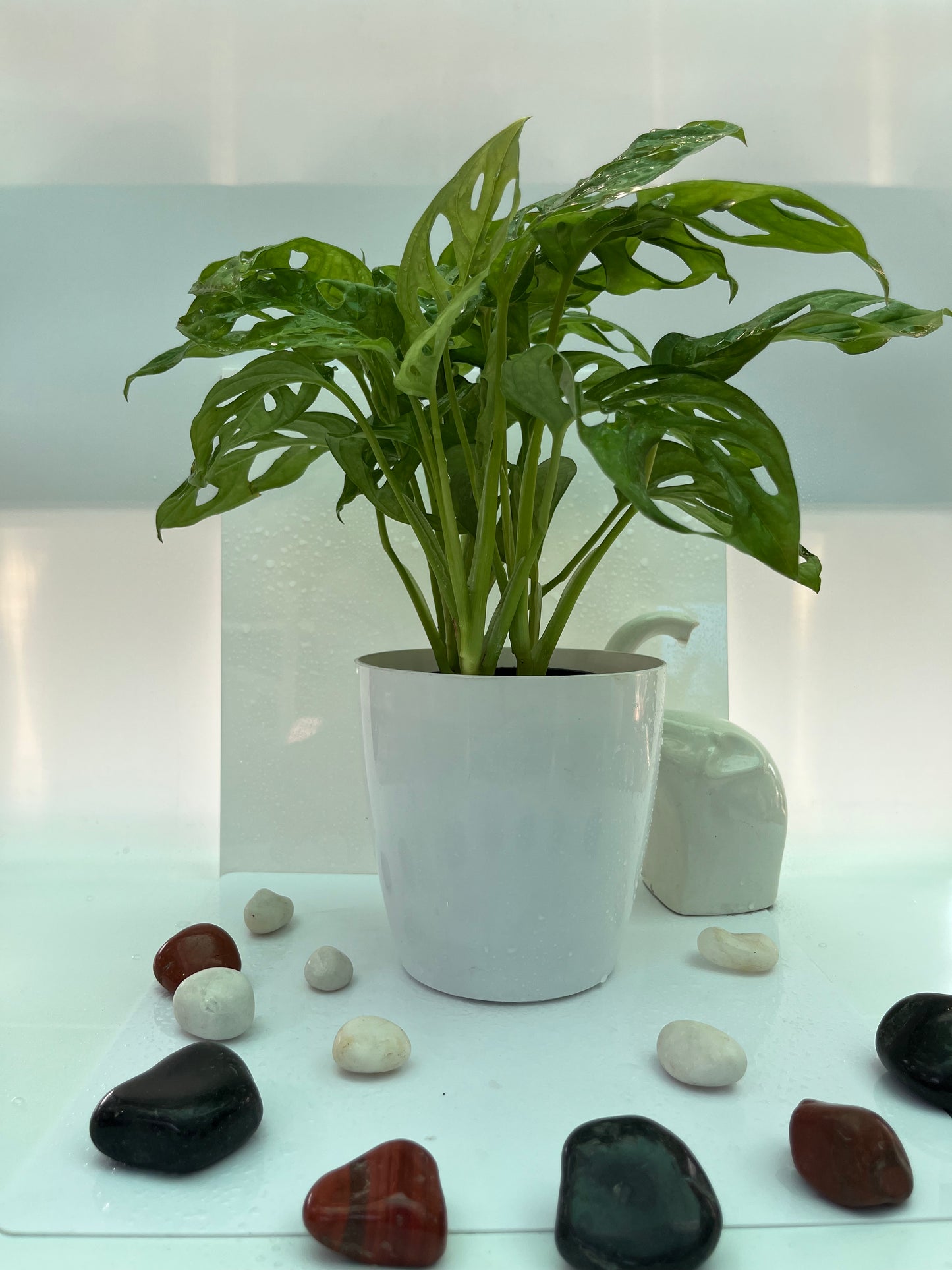 MONSTERA BROKEN HEART