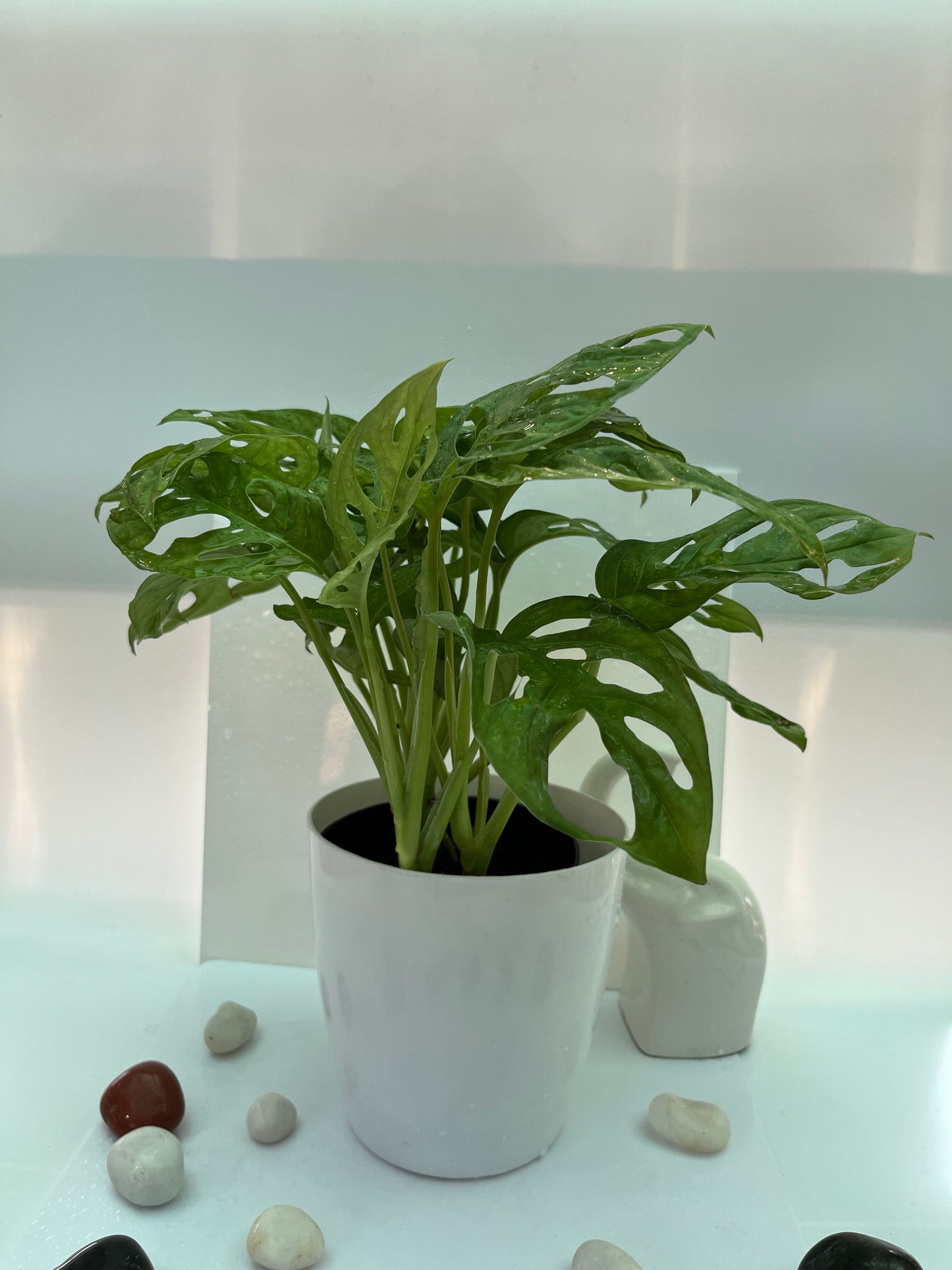 MONSTERA BROKEN HEART
