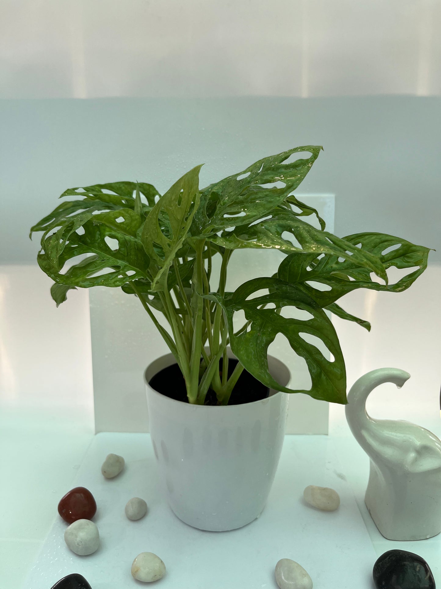 MONSTERA BROKEN HEART